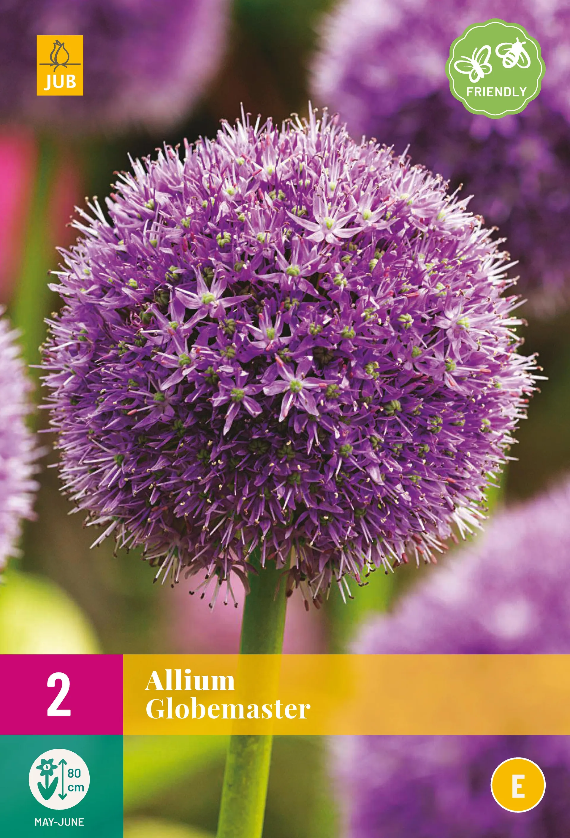 2 Allium Globemaster