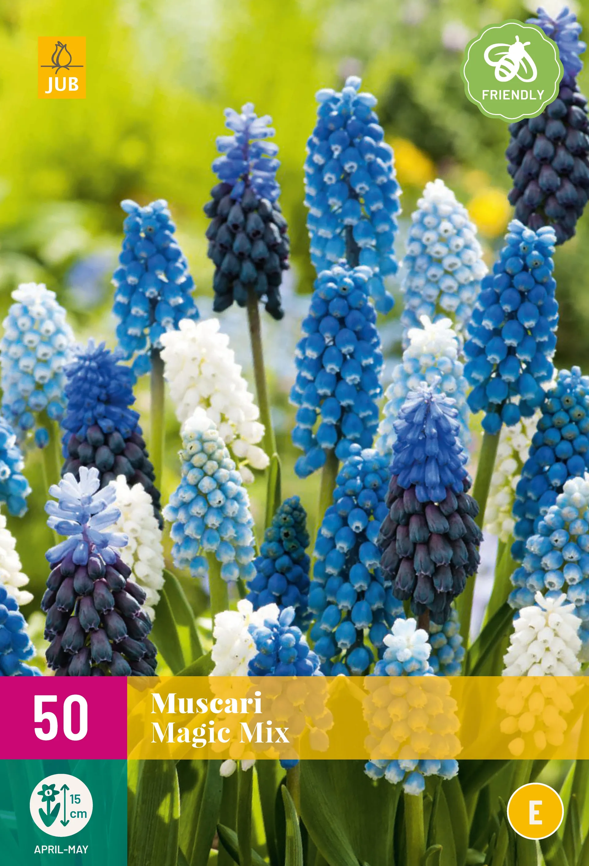 50 Muscari Magic mix