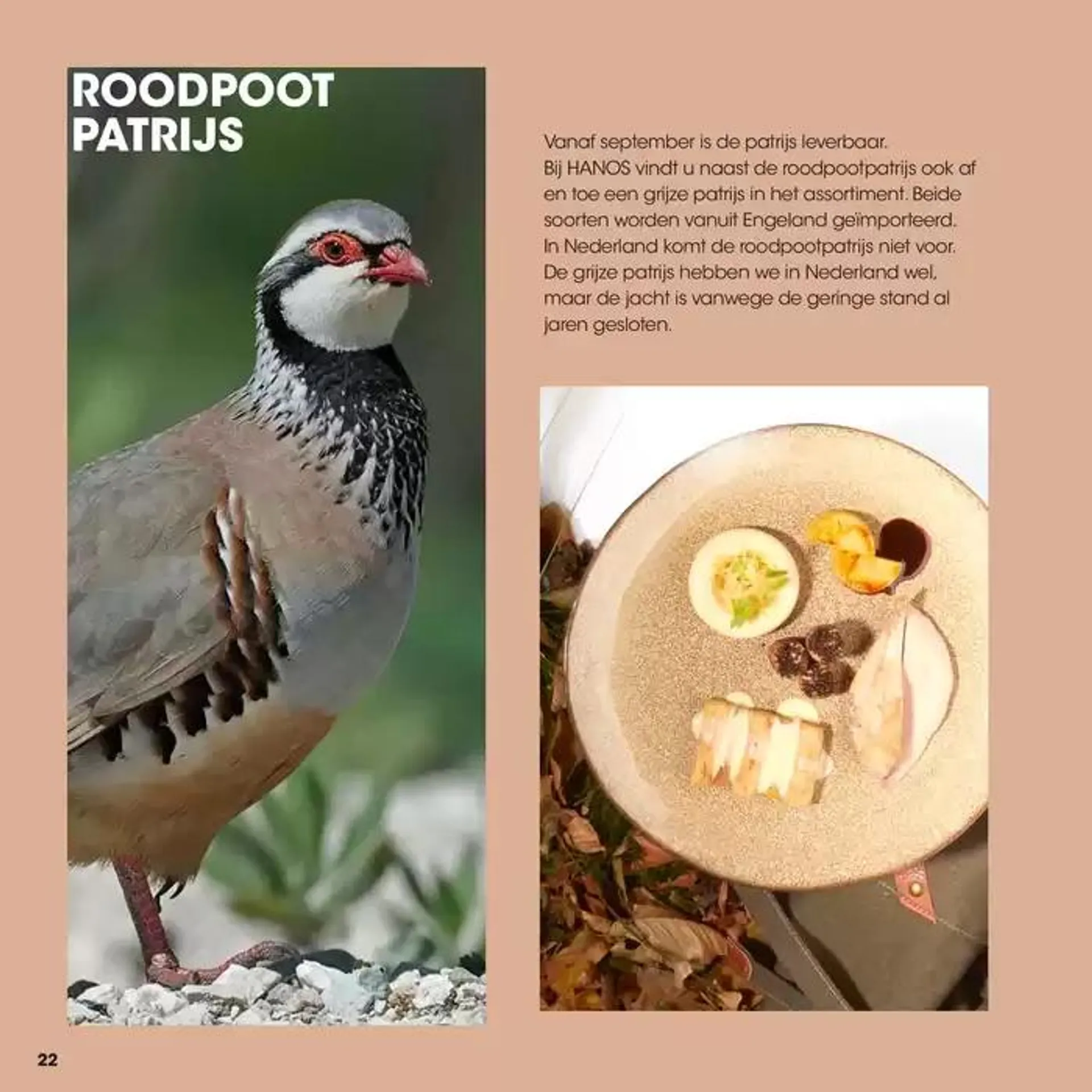 Wildbrochure 2024/2025 van 25 september tot 25 september 2025 - Folder pagina 22