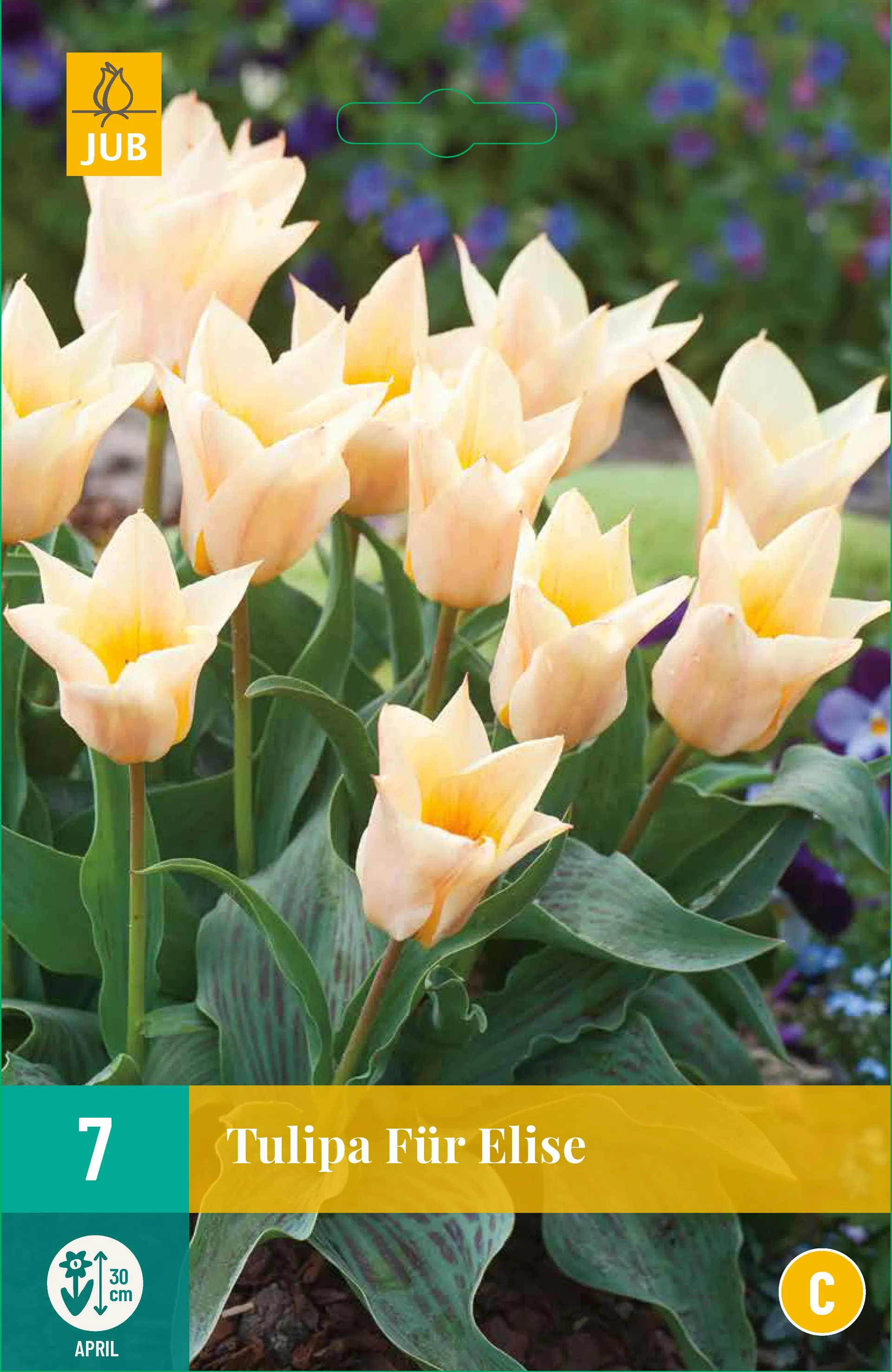 7 Tulipa Für Elise