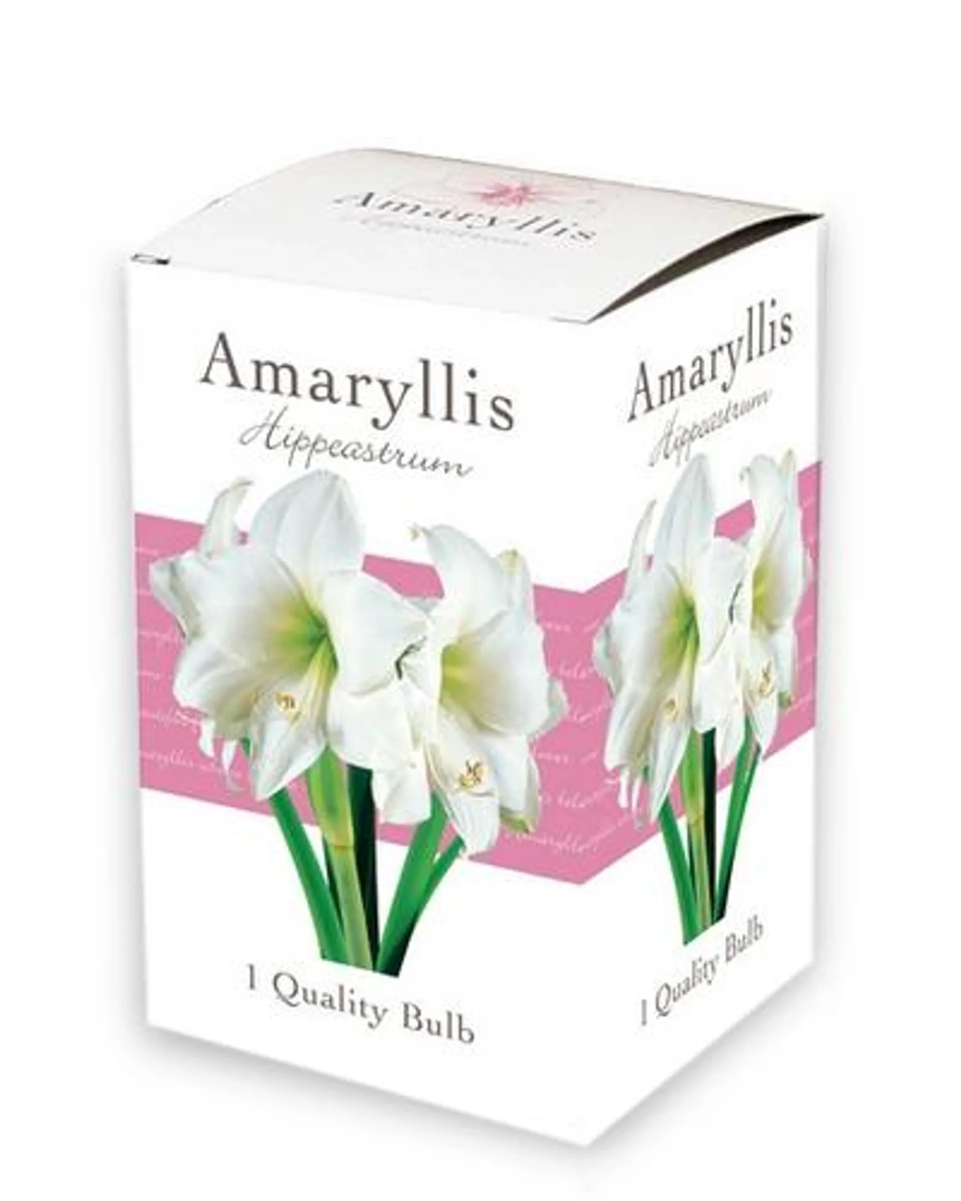 1 Kadodoosje met 1 Amaryllis – enkelbloemig