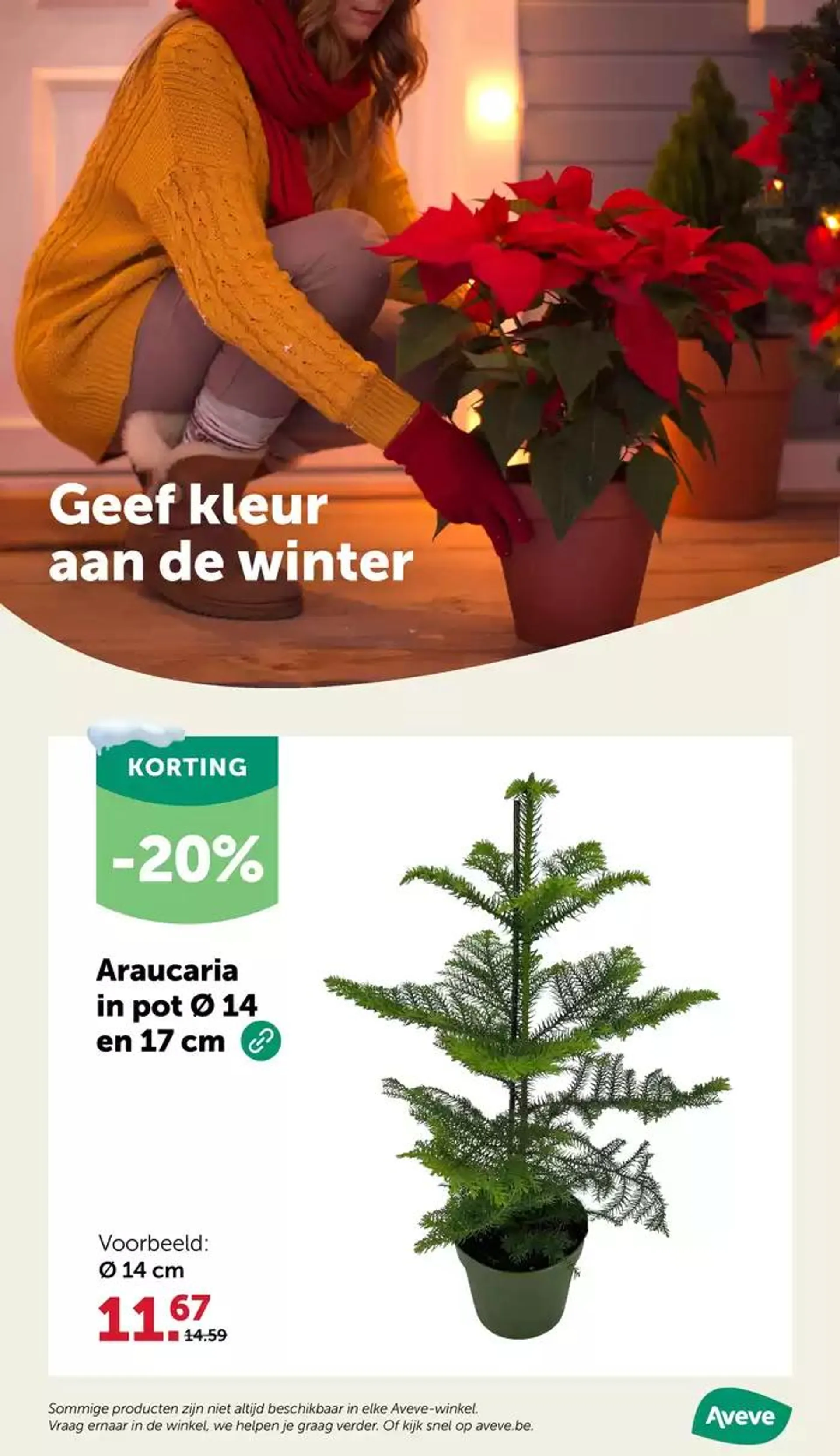 De mooiste kerstbomen uit eigen land van 27 november tot 8 december 2024 - Folder pagina 22