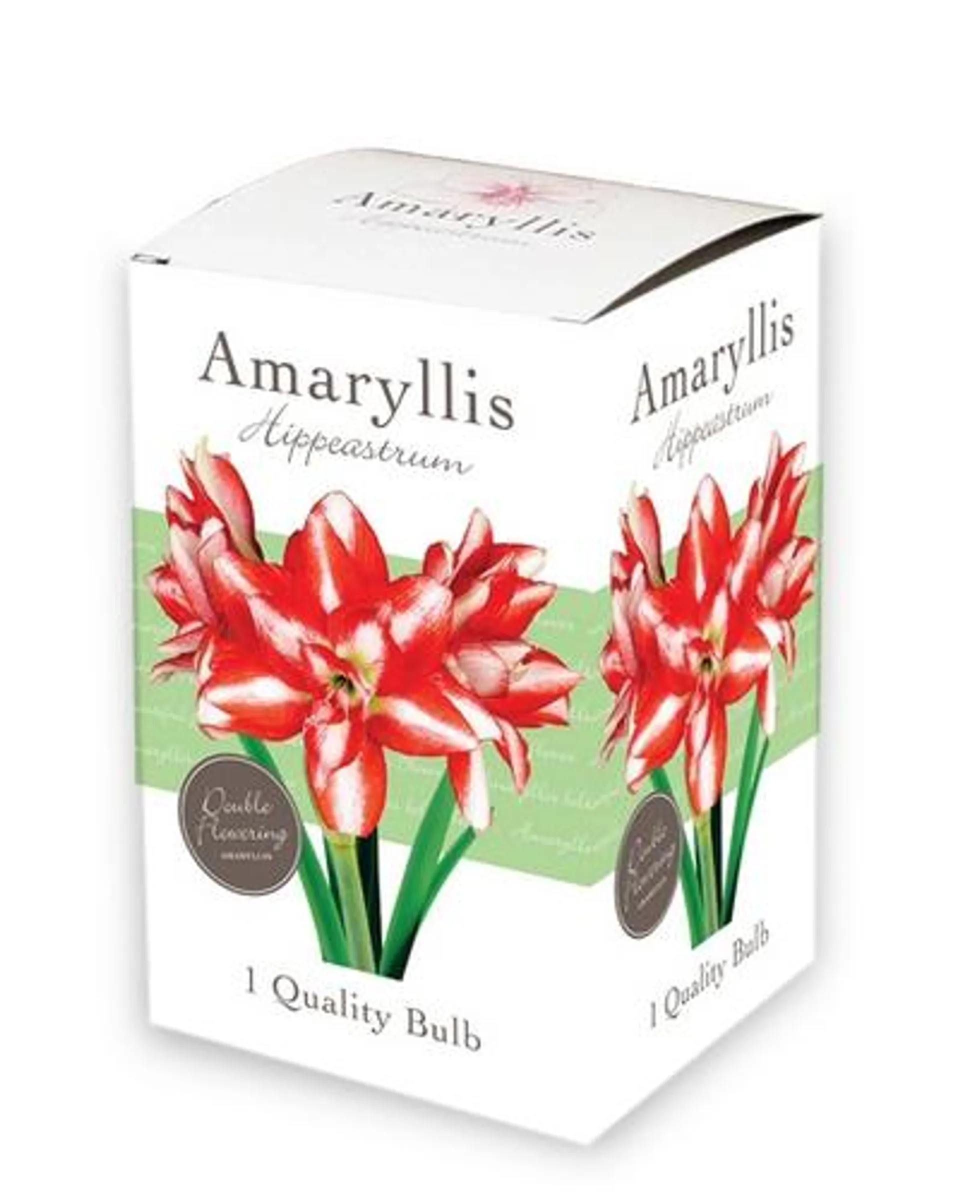 1 kadodoosje met 1 Amaryllis – dubbelbloemig