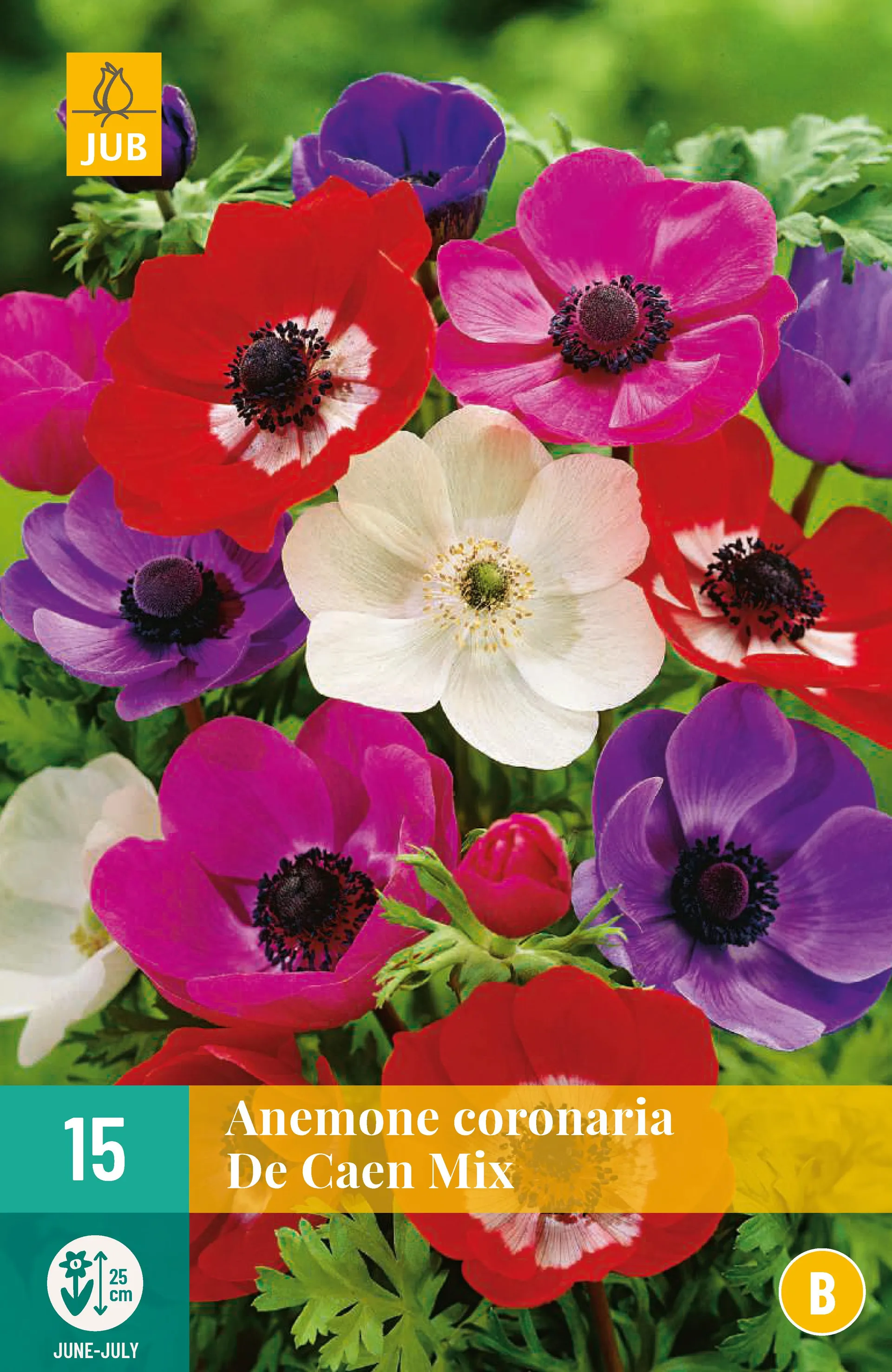 1ANEMONE CORONARIA DE CAEN MIX