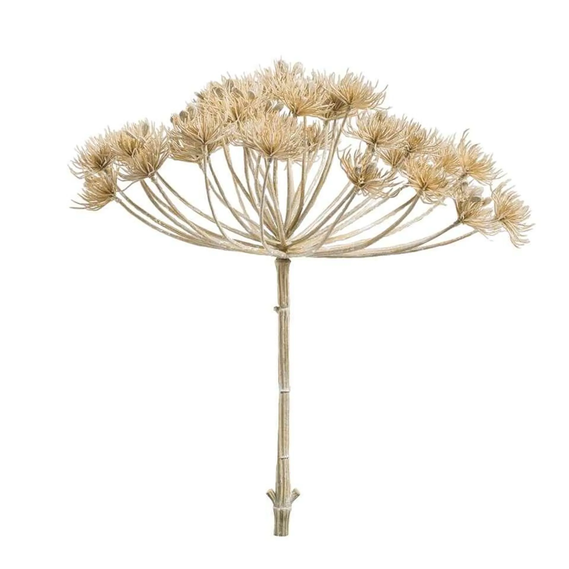 Heracleum - beige - 43 cm