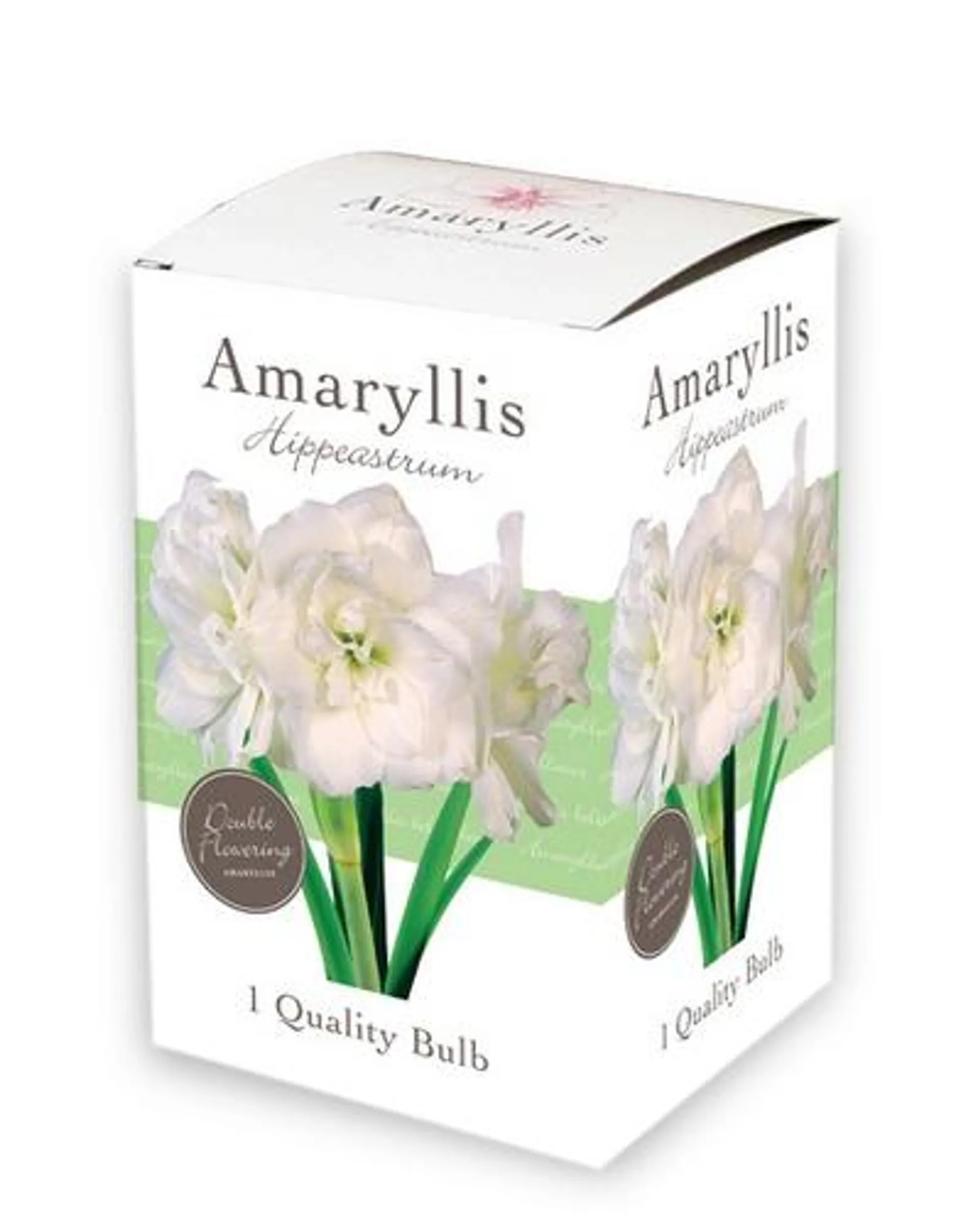 1 kadodoosje met 1 Amaryllis – dubbelbloemig