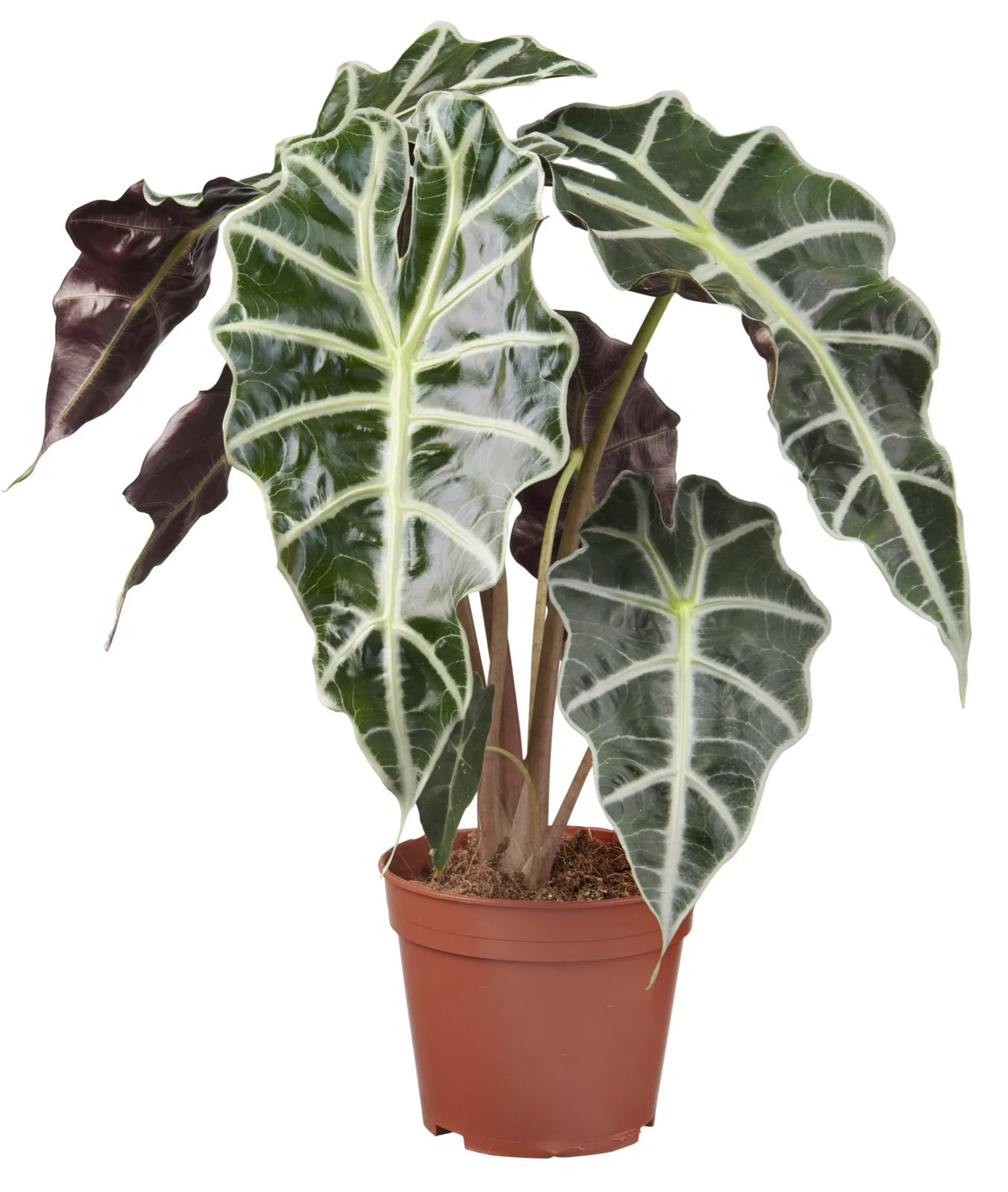 alocasia amazonica potmaat 19 cm