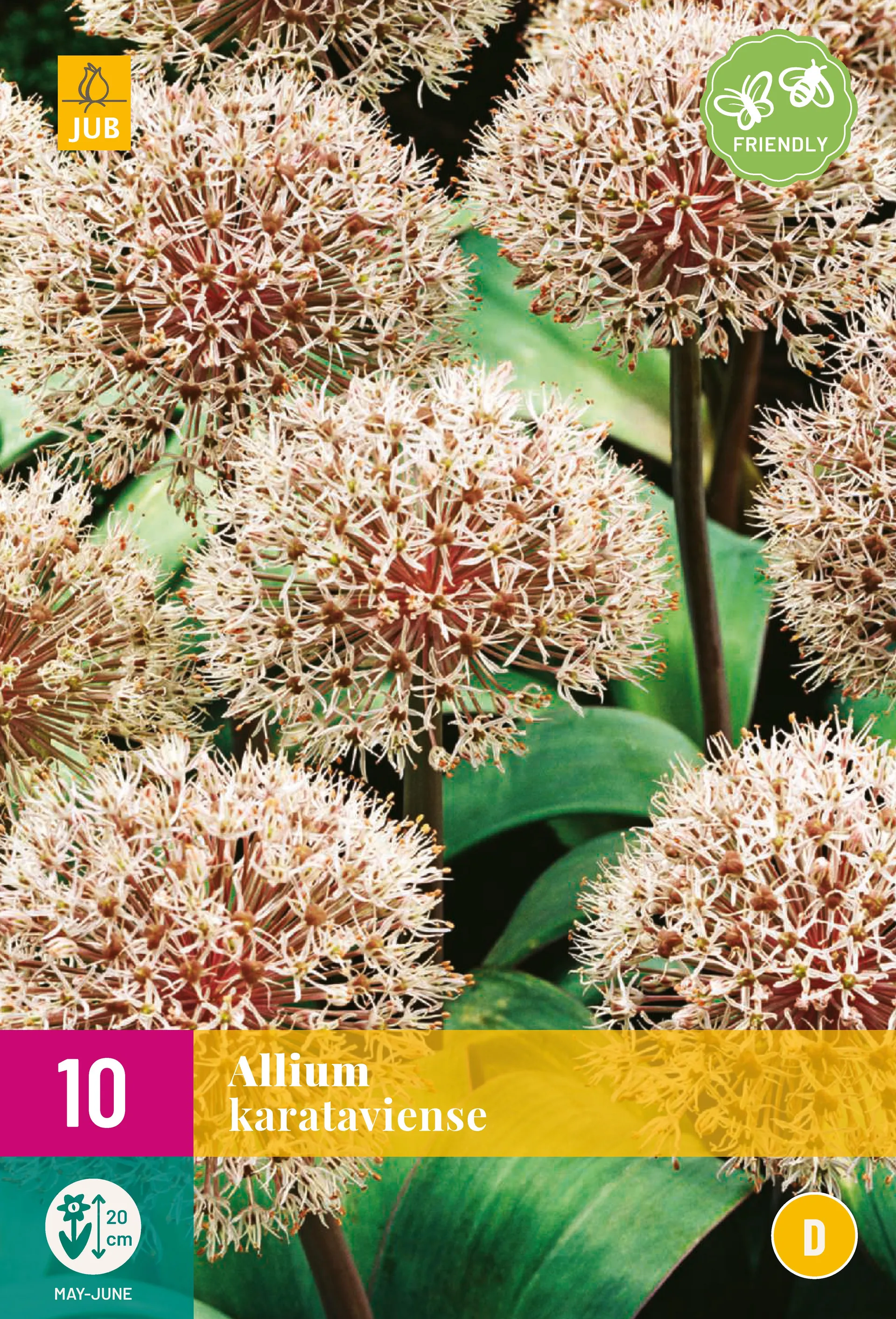 10 Allium karataviense