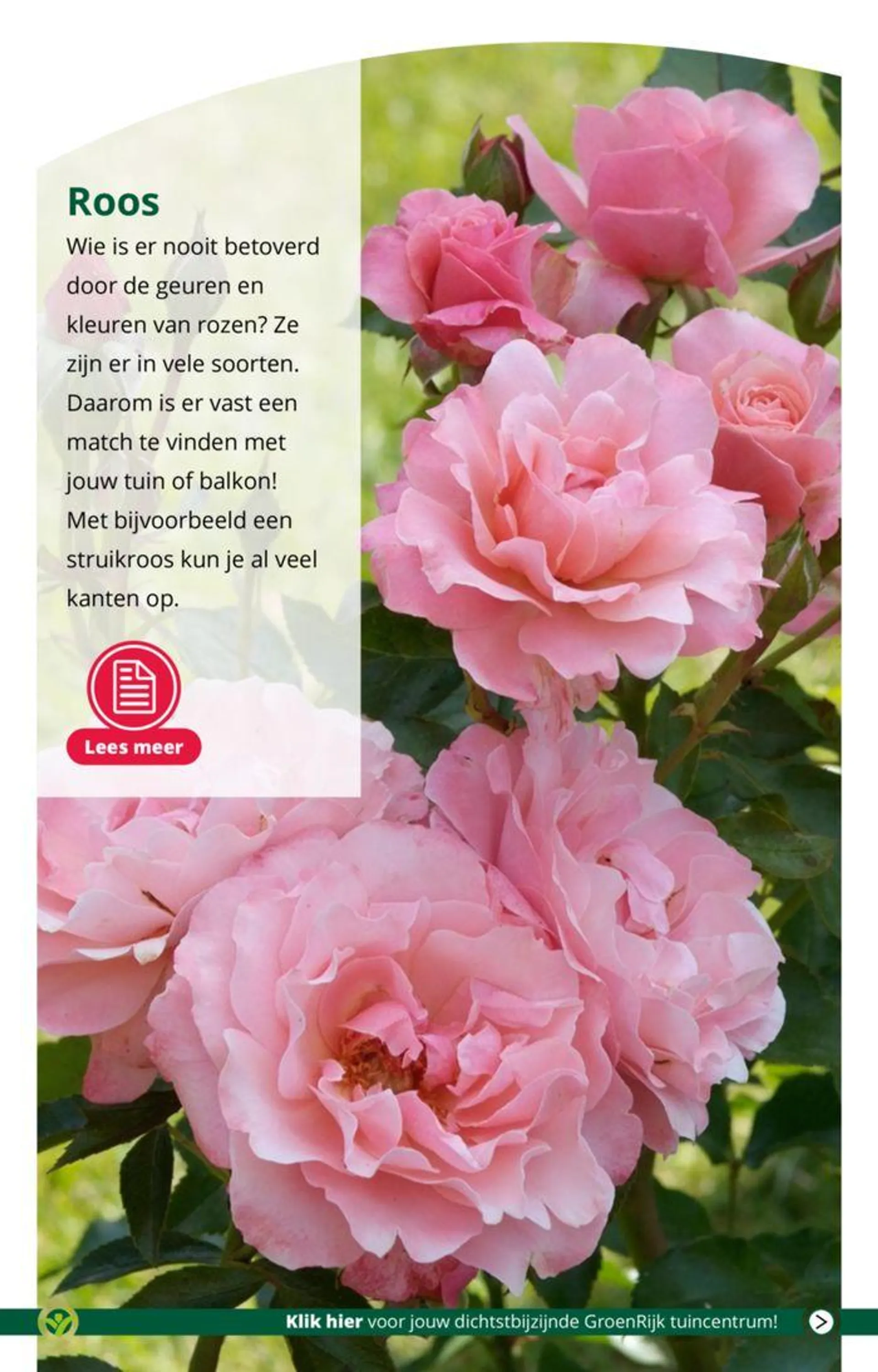 Fleur je tuin of terras op met kleur! van 15 mei tot 29 mei 2024 - Folder pagina 6