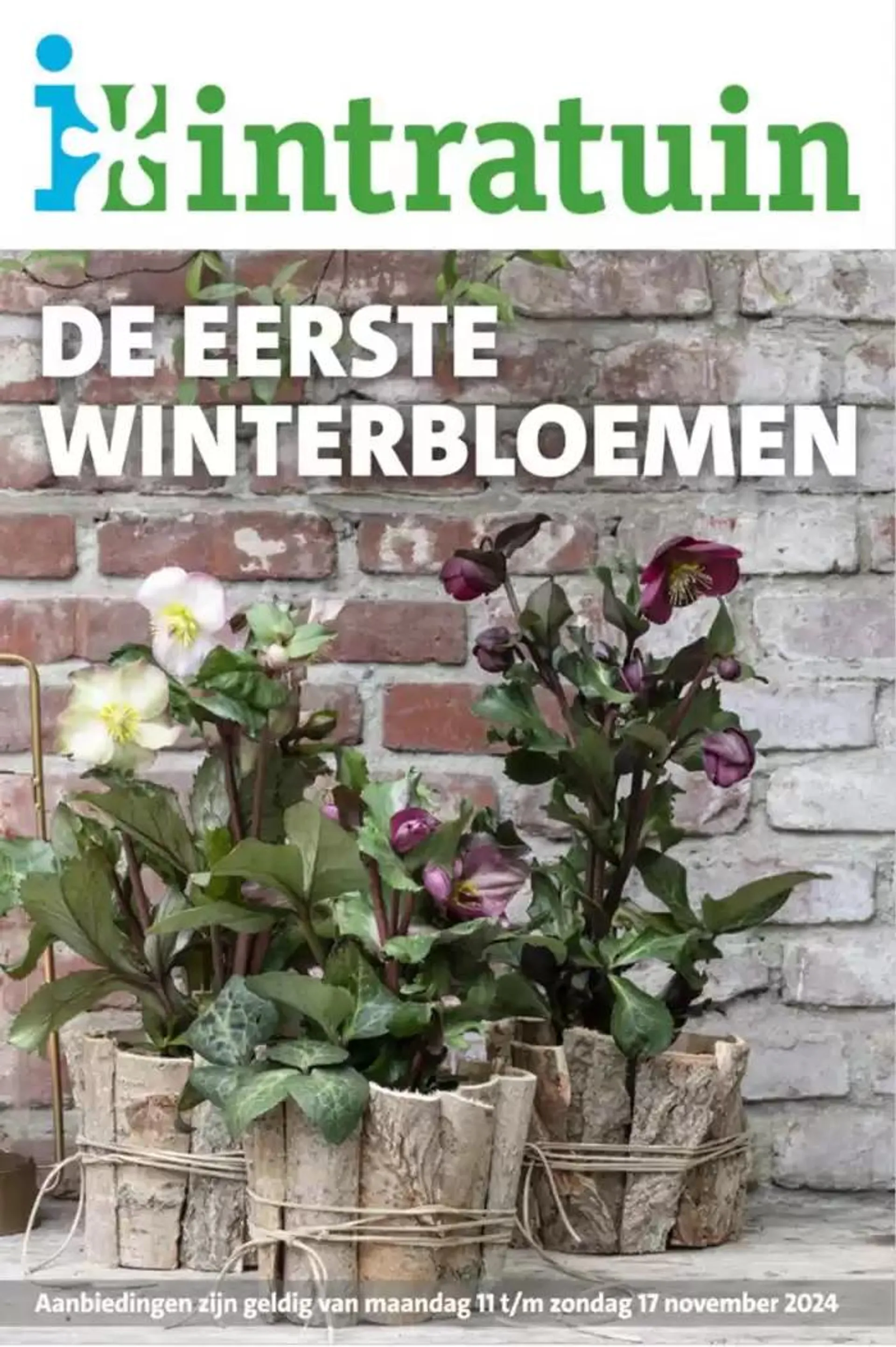 De eerste winterbloemen - 1