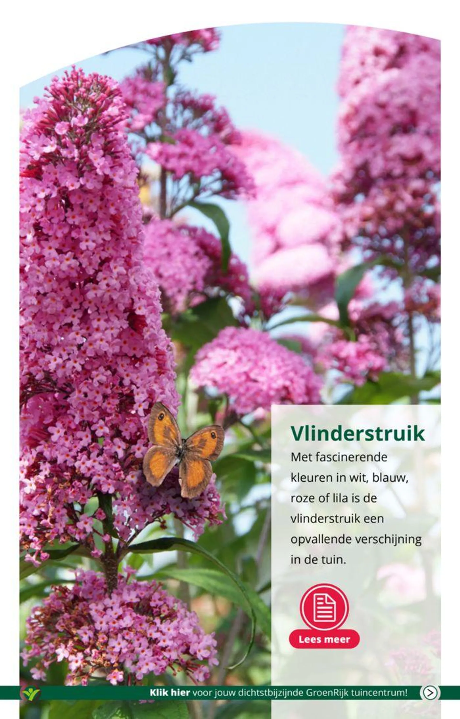 Fleur je tuin of terras op met kleur! van 15 mei tot 29 mei 2024 - Folder pagina 2