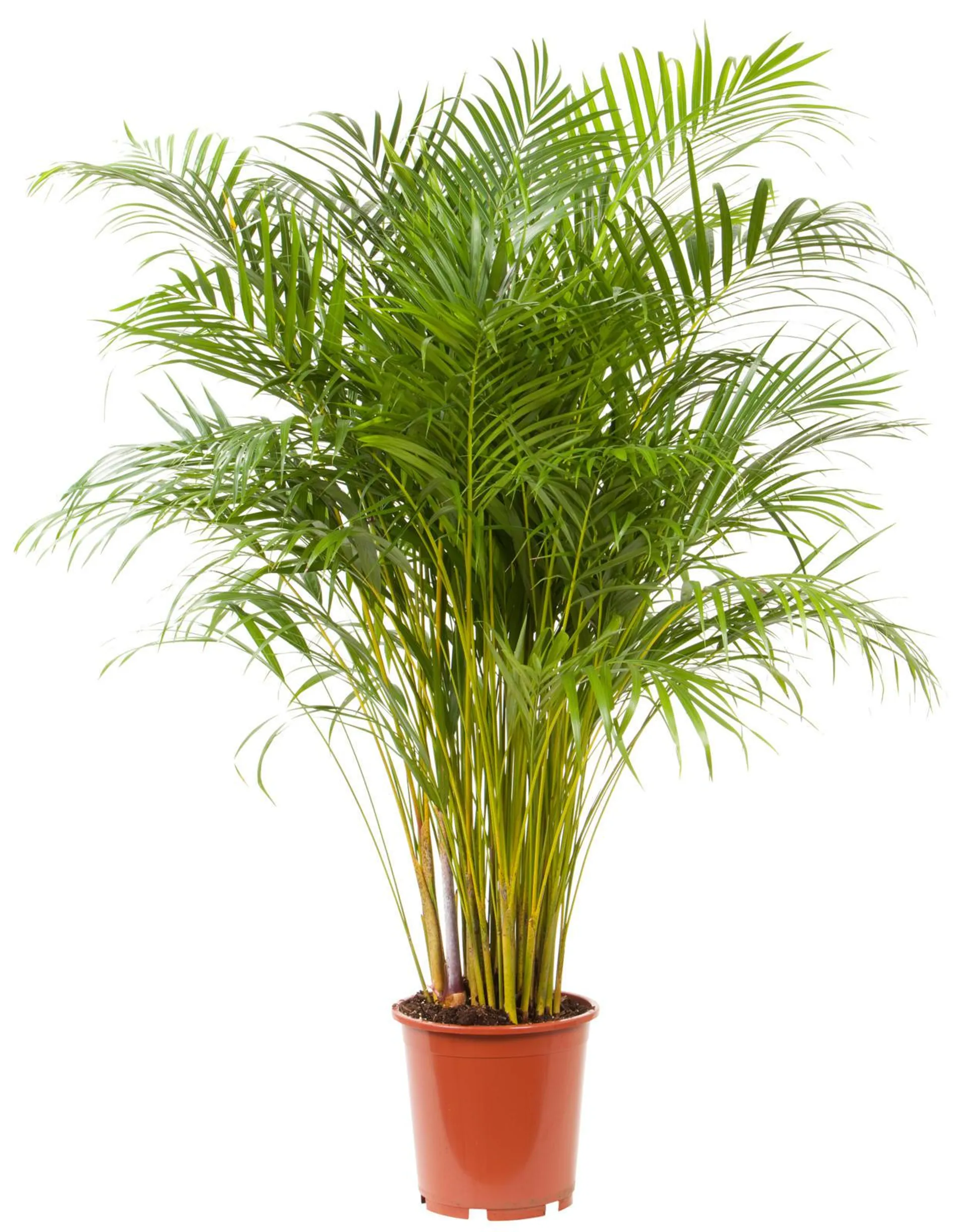 areca palm – goudpalm (dypsis lutescens) potmaat 24 cm