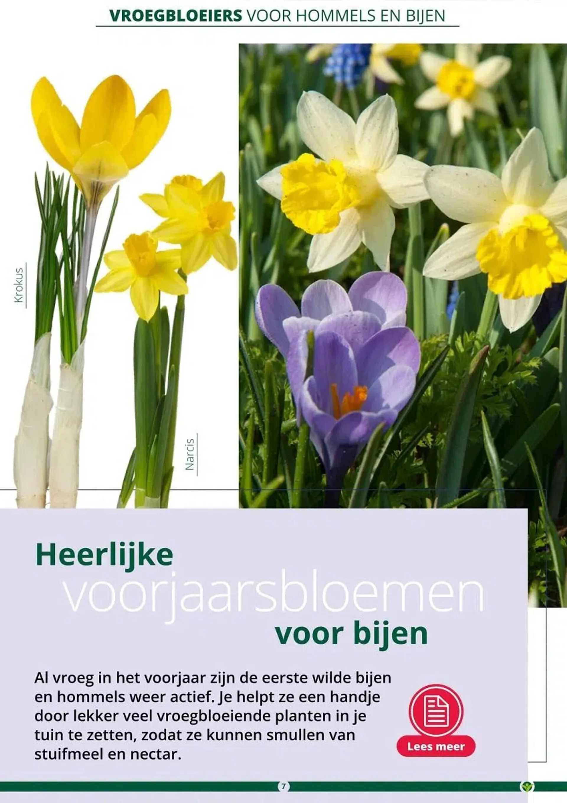 GroenRijk folder van 1 maart tot 30 juni 2024 - Folder pagina 7