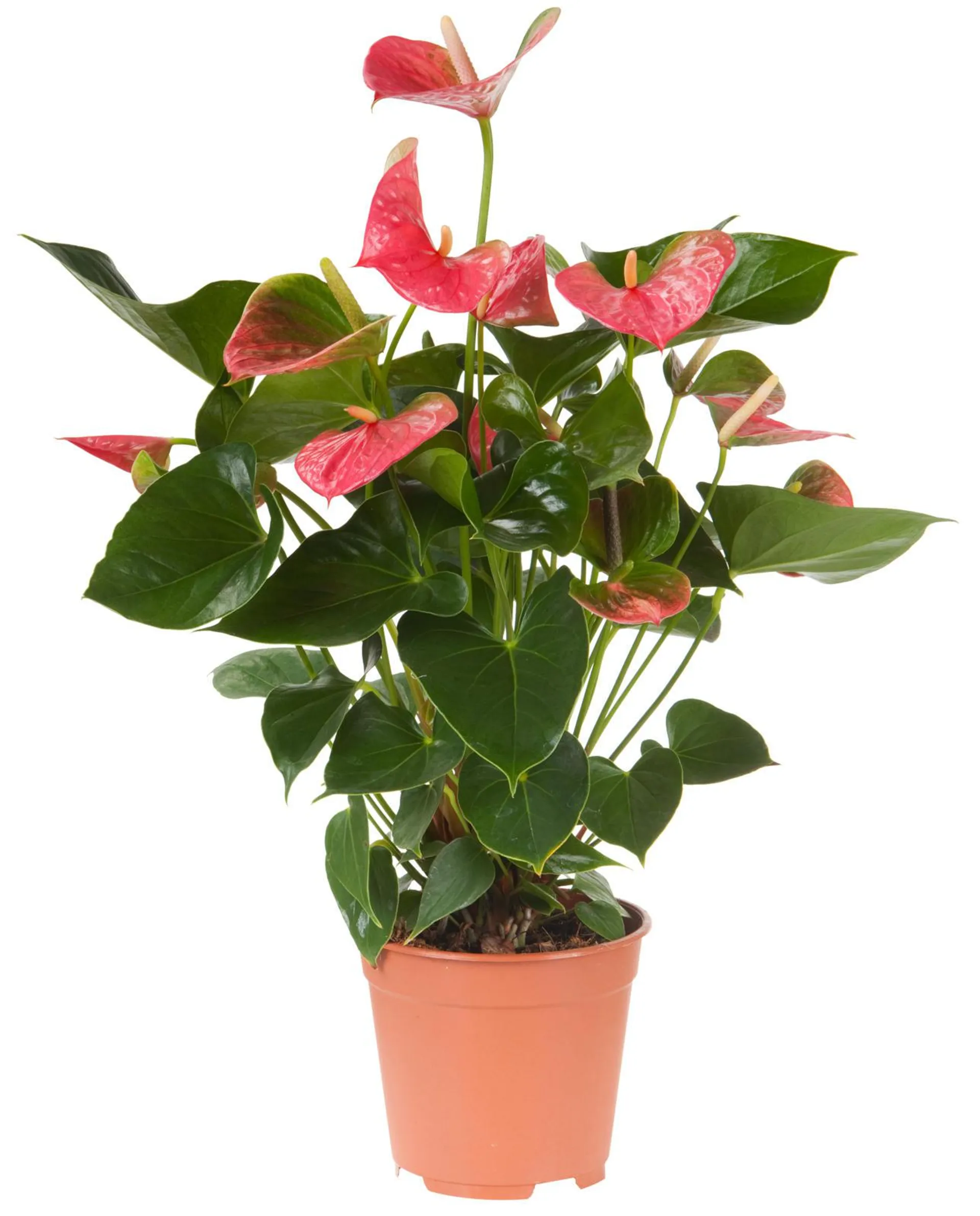 anthurium pink champion (flamingoplant) potmaat 17 cm