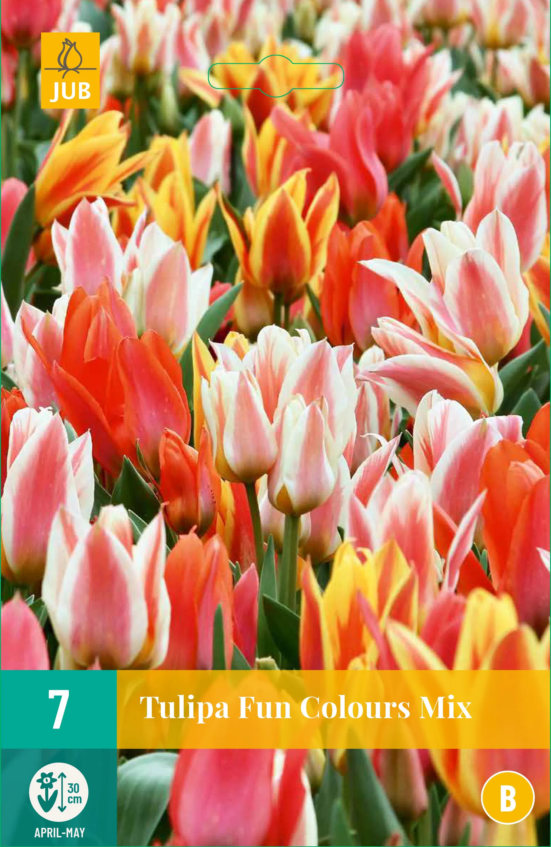 10 Tulipa Fun Colours