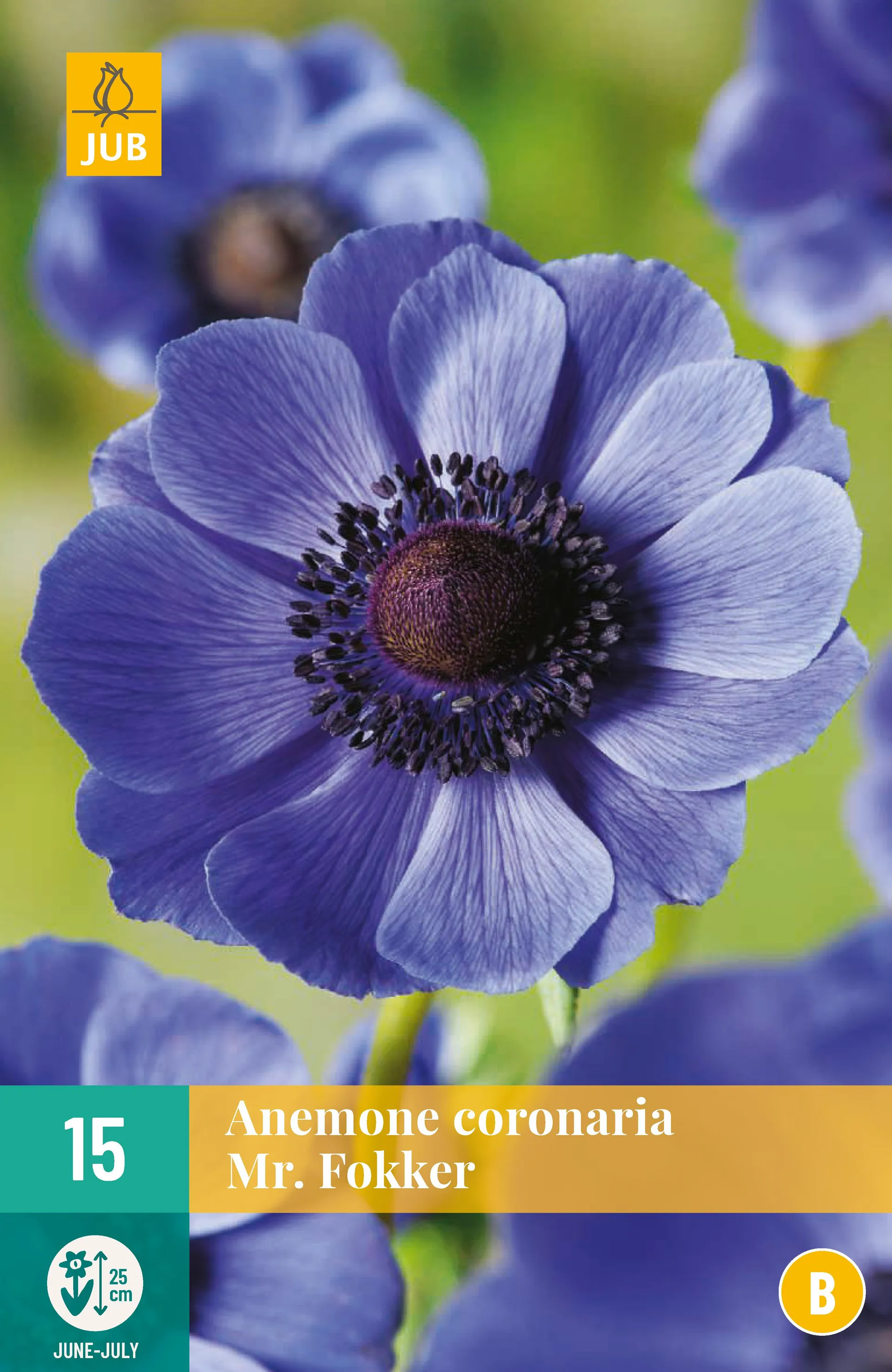 1ANEMONE CORONARIA MR. FOKKER