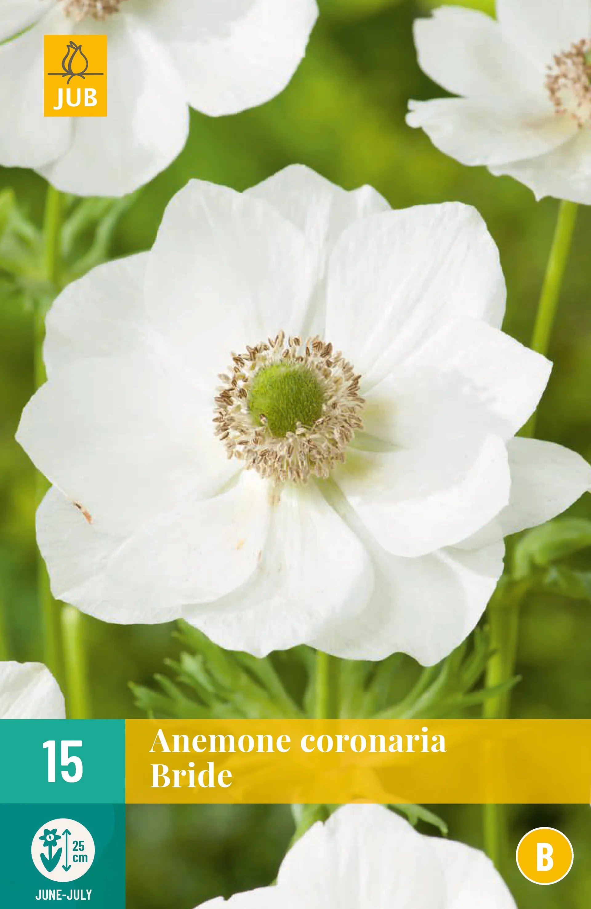 1ANEMONE CORONARIA BRIDE