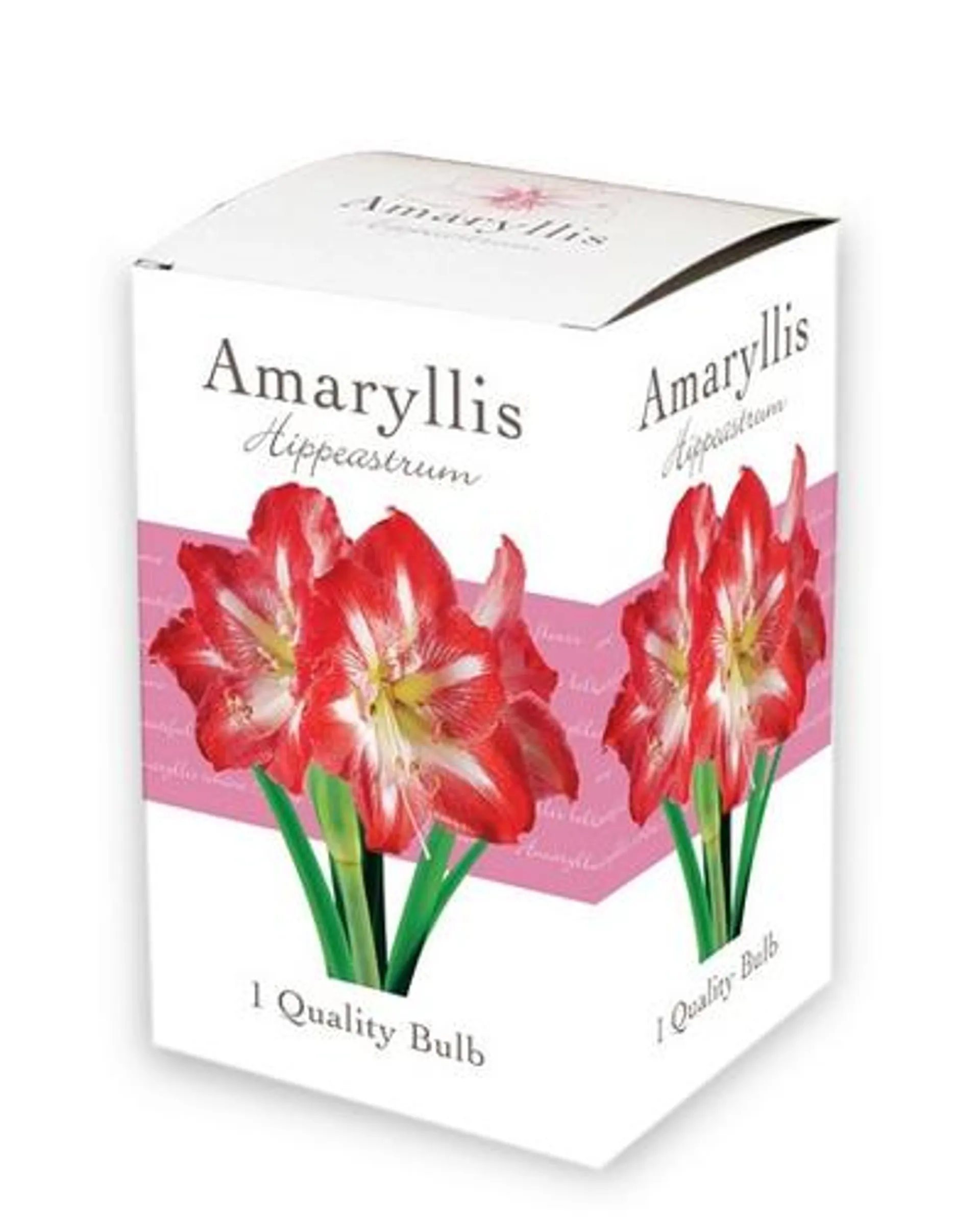 1 Kadodoosje met 1 Amaryllis – enkelbloemig