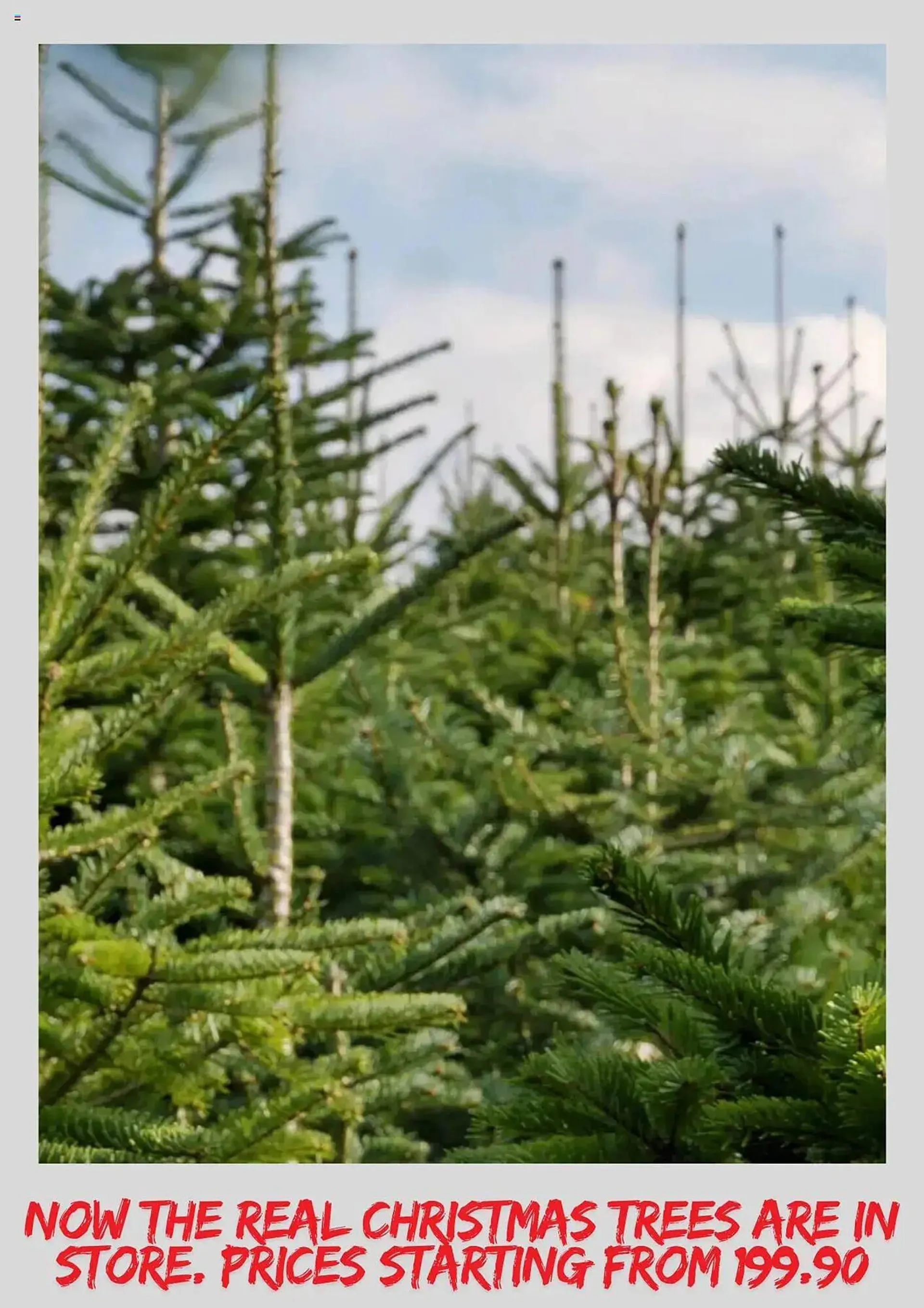 Plantasjen Kundeavis fra 29. november til 13. desember 2024 - kundeavisside 3