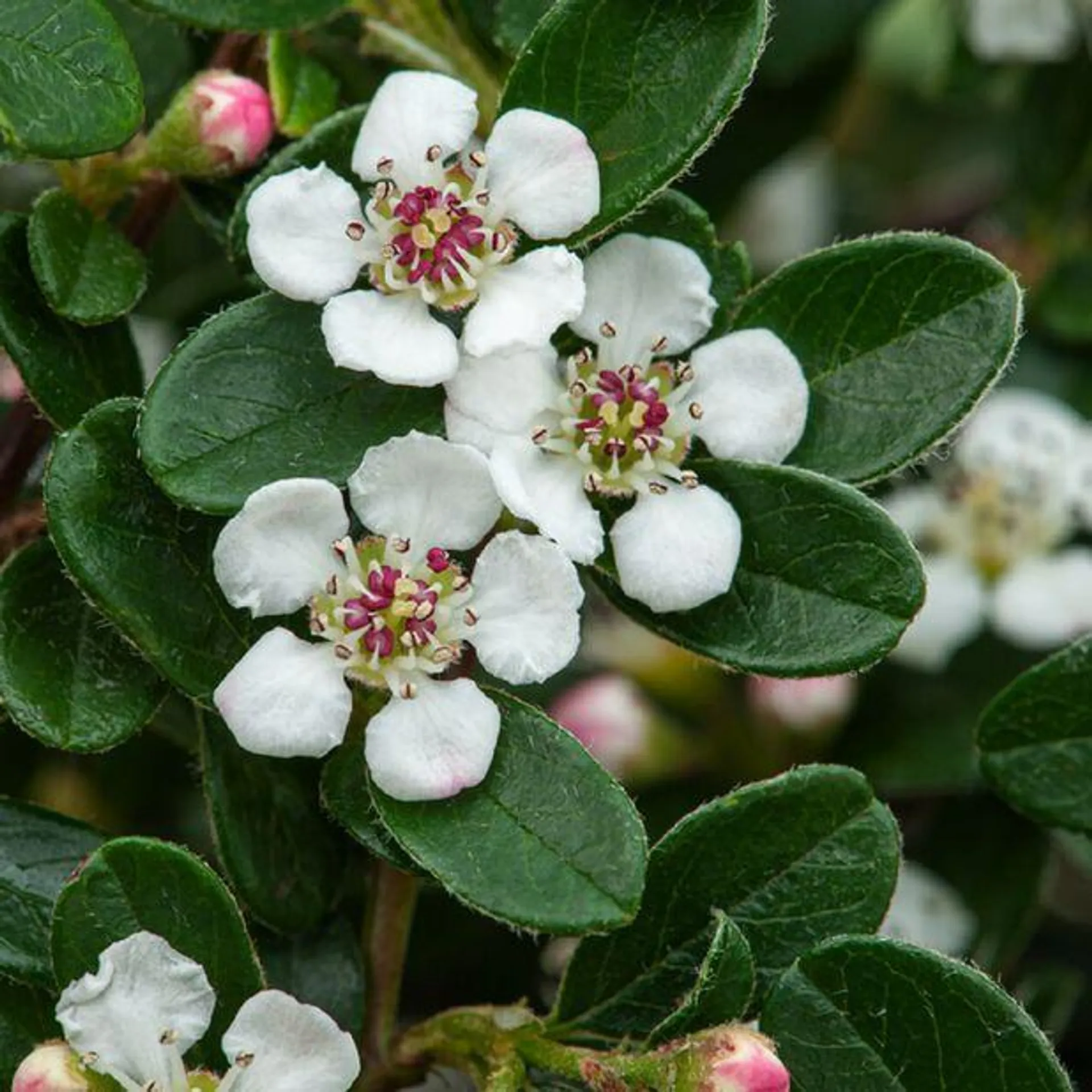 Vintermispel 'Coral Beauty'