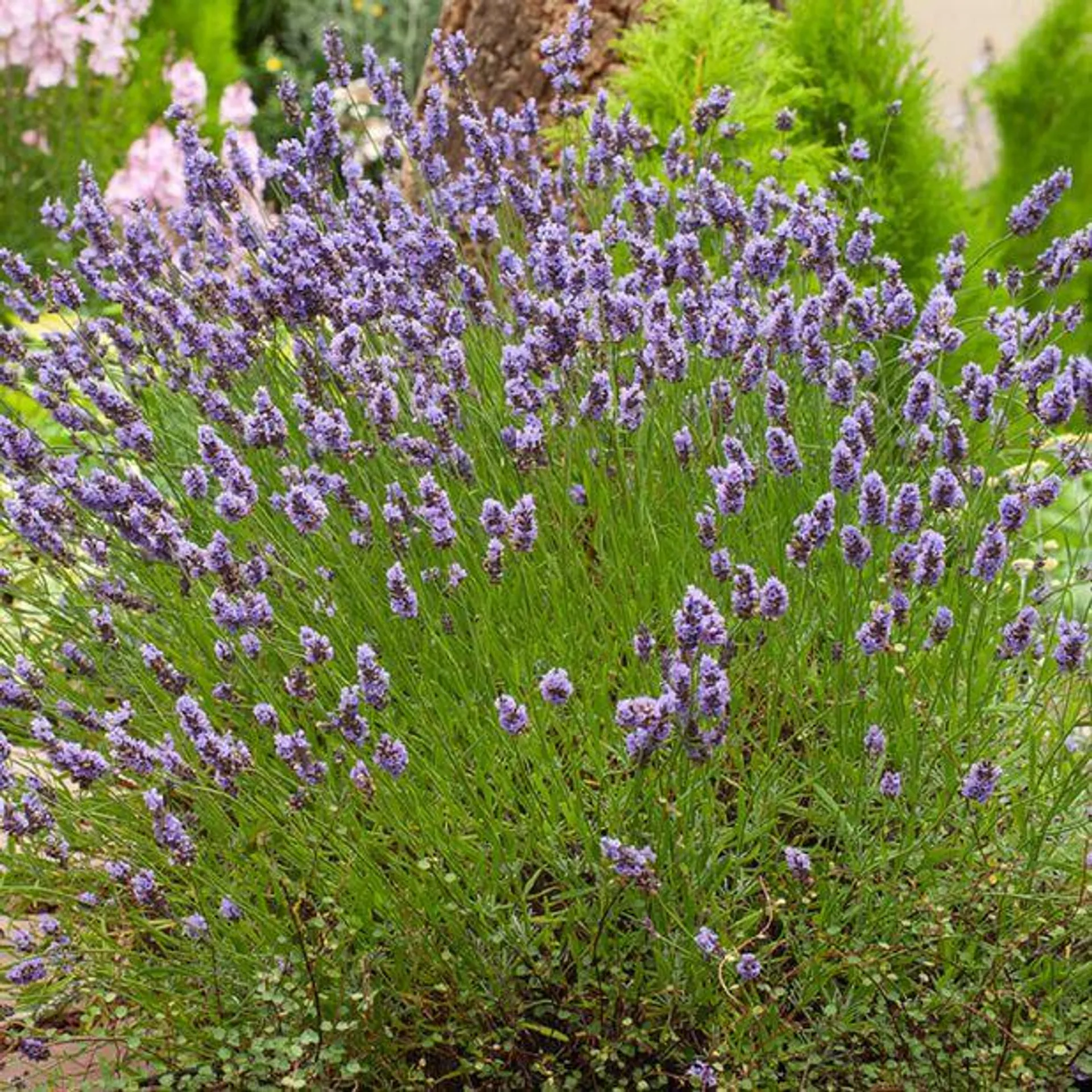 Lavendel 'Grosso'