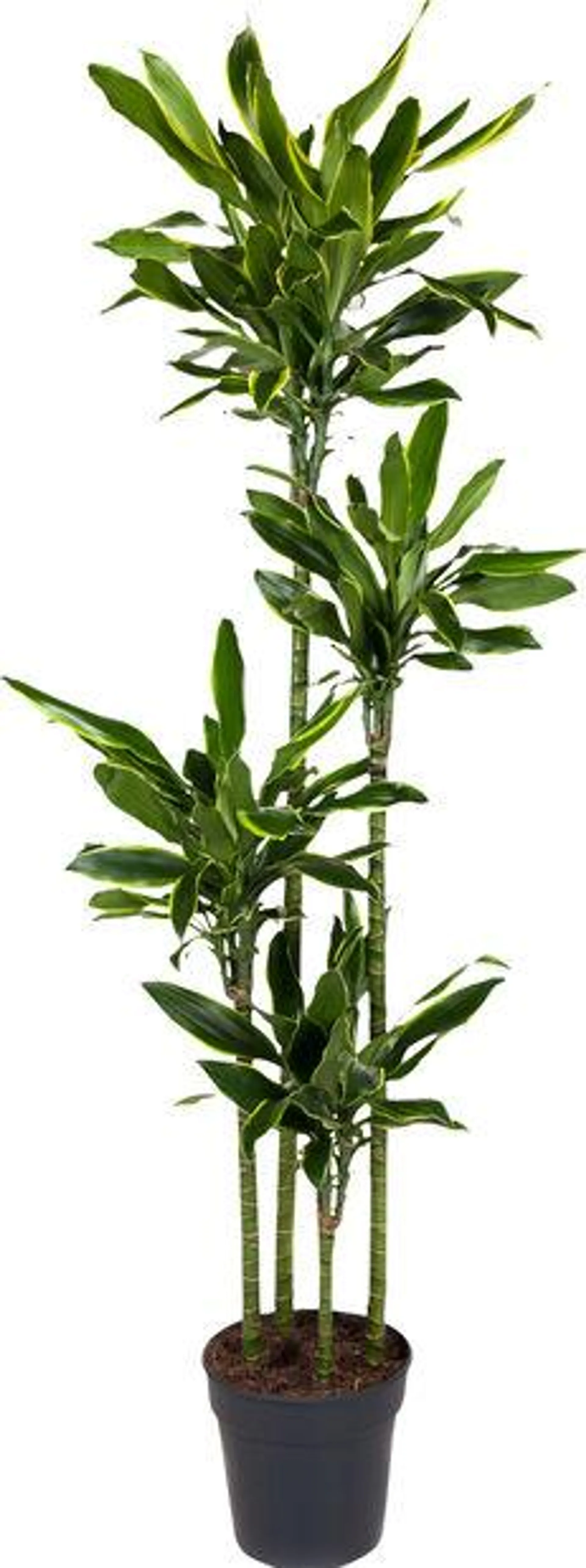 Dracaena 'Gold Coast'