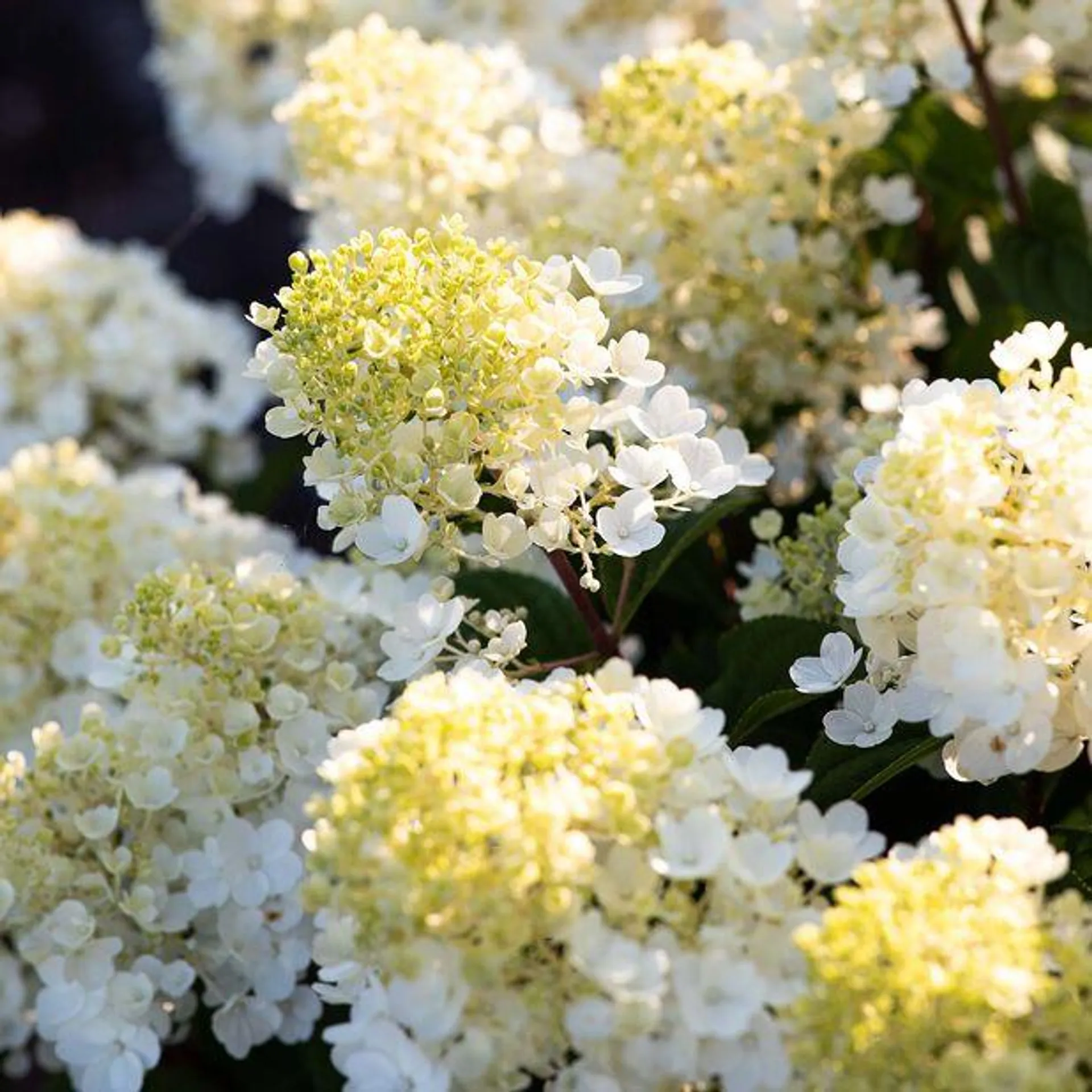 Syrinhortensia LIVING LITTLE BLOSSOM®