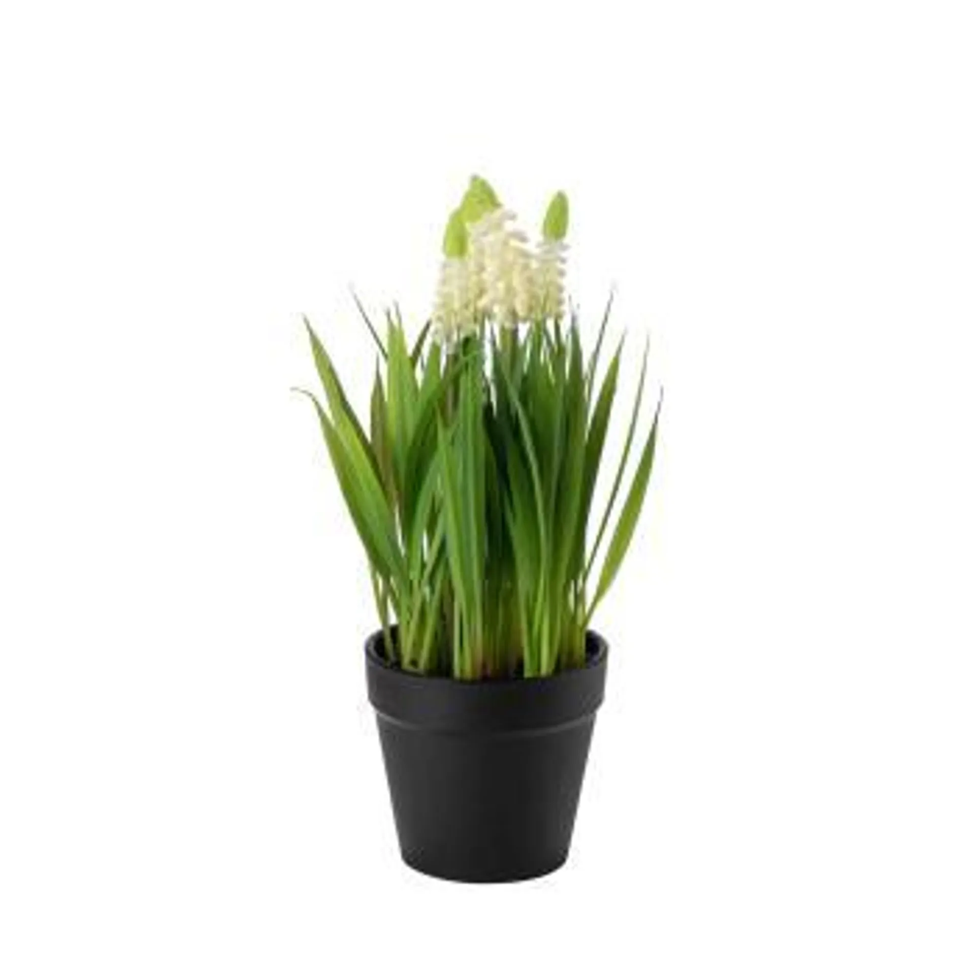 Plante Perleblomst 25cm