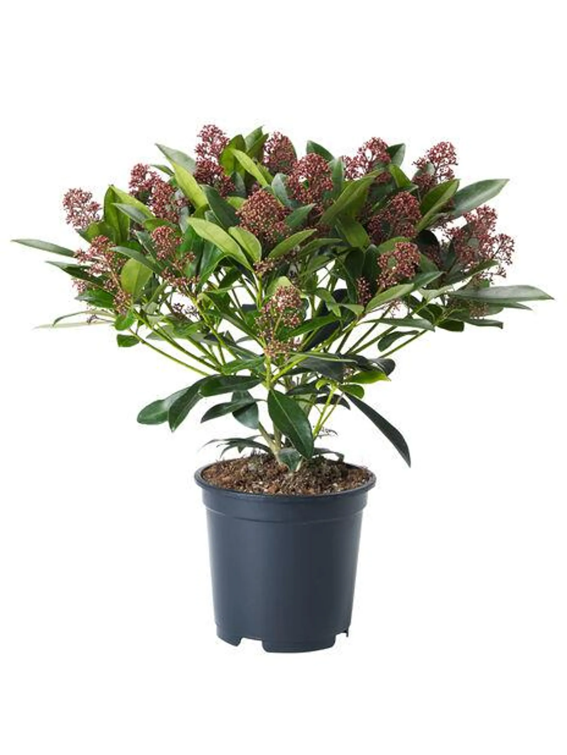 Skimmia japonica 'Rubella'