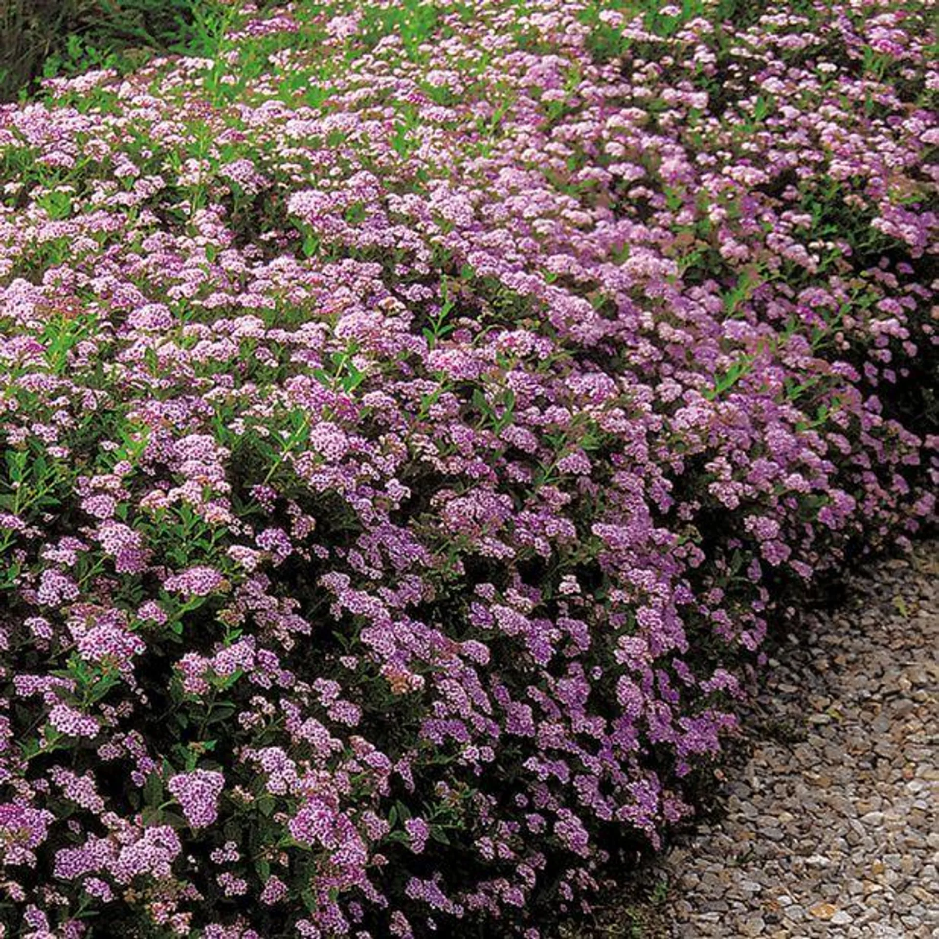 Japanspirea 'Little Princess'