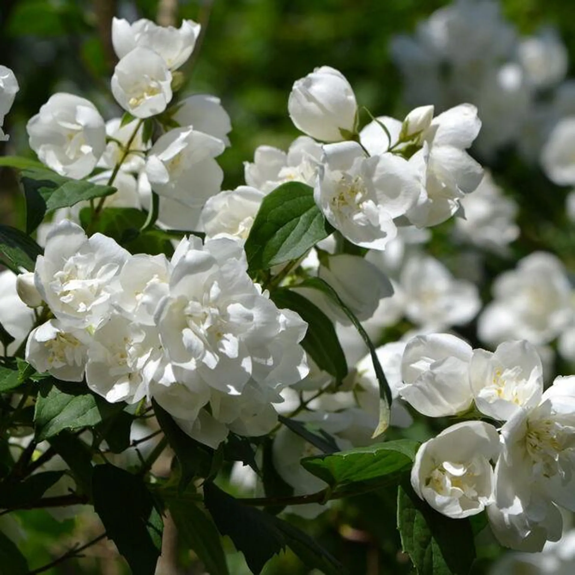 Hageskjærsmin 'Mont Blanc'