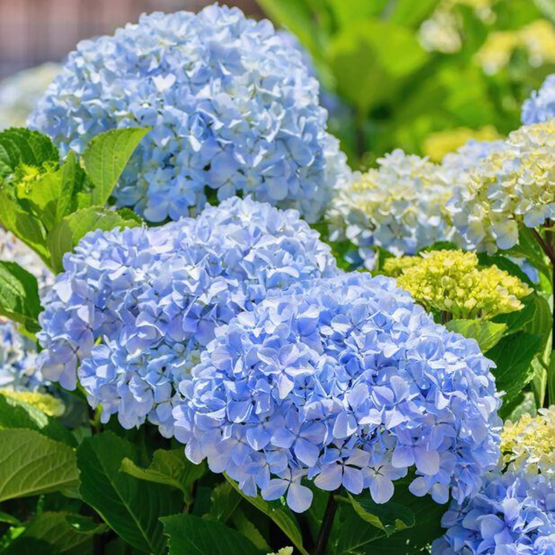 Hortensia