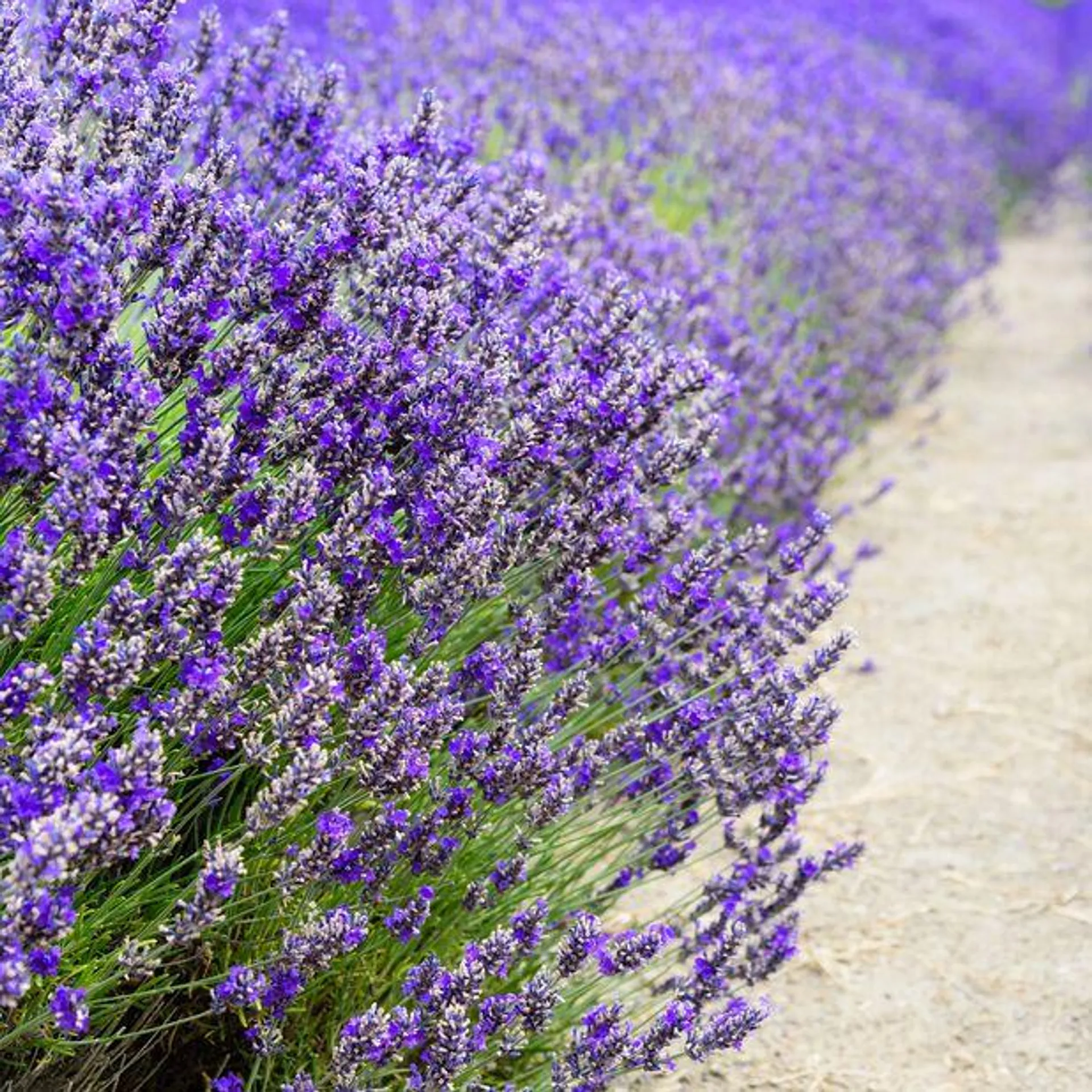 Lavendel 'Essence Purple'