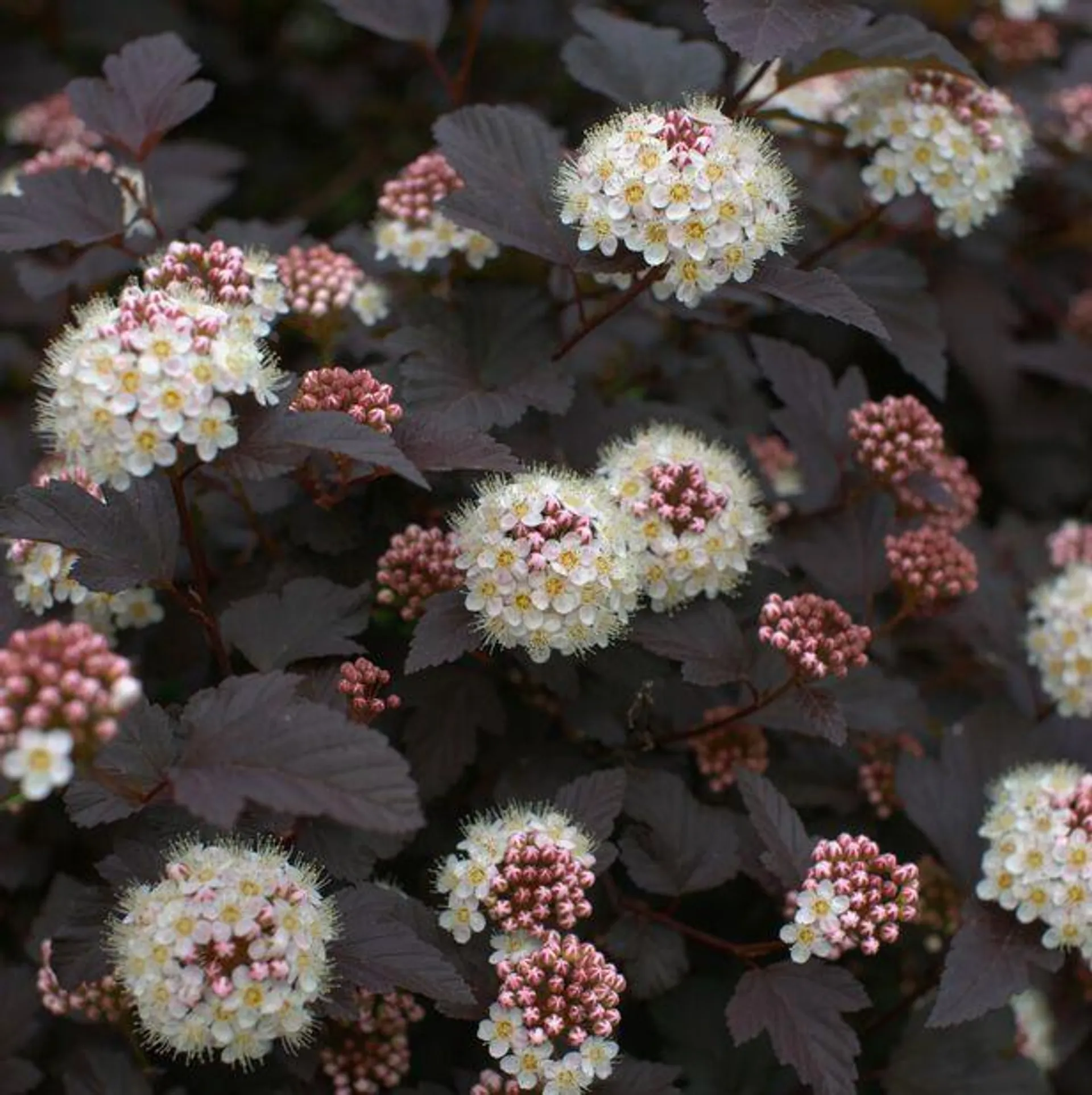 Blærespirea 'Diabolo'