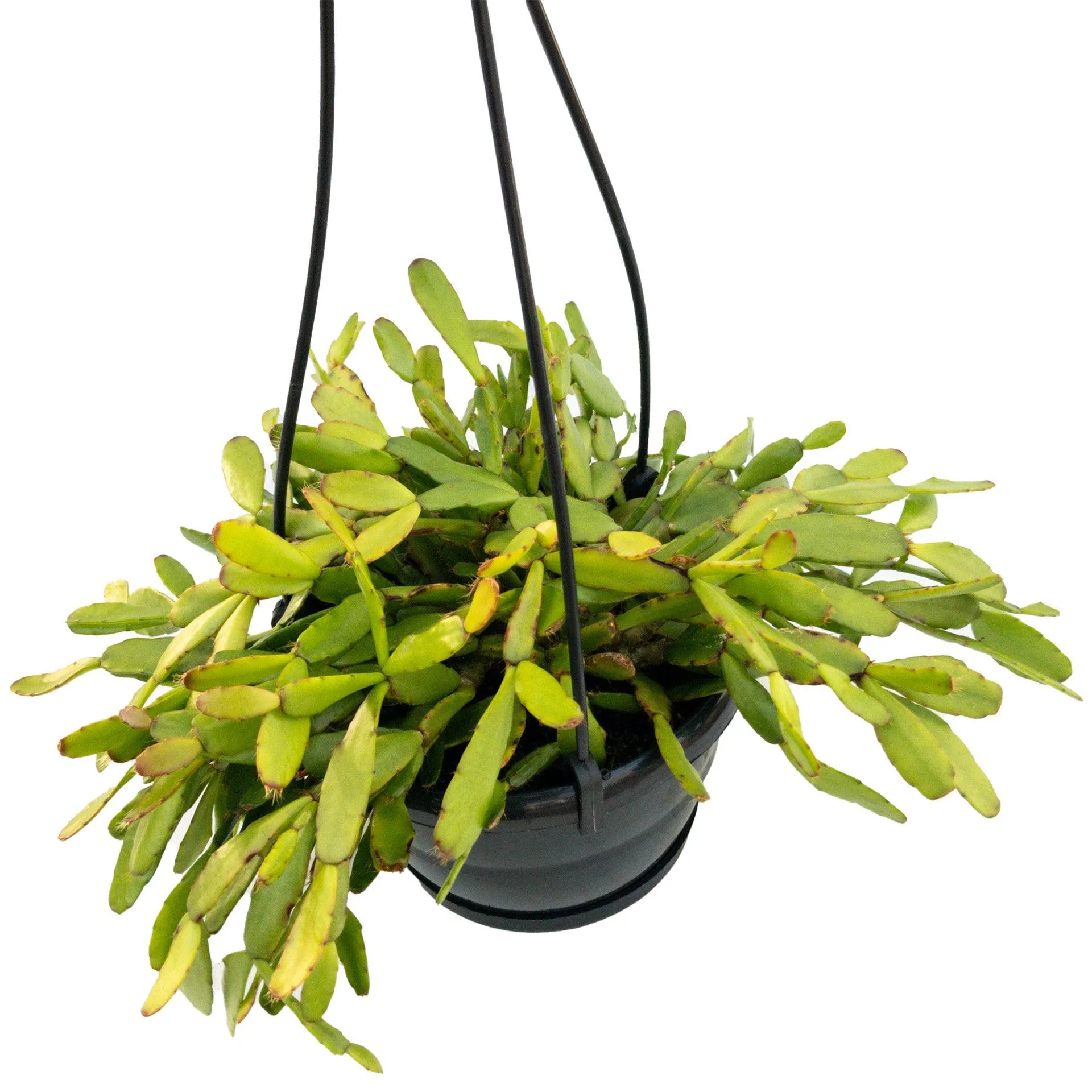 Rhipsalidopsis rosea (Easter Cacti) - Basket