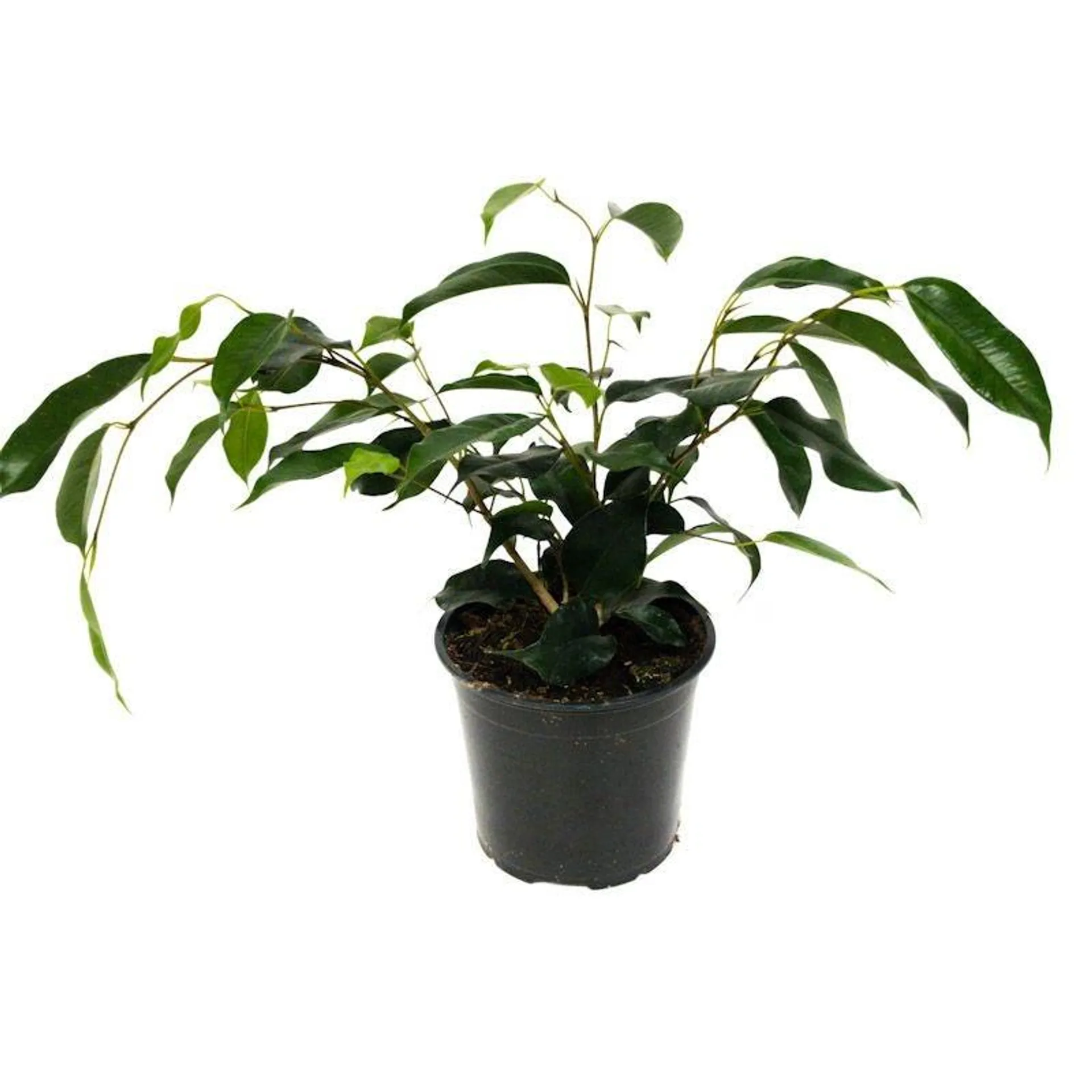 Ficus benjamina 'Danielle' - 12cm