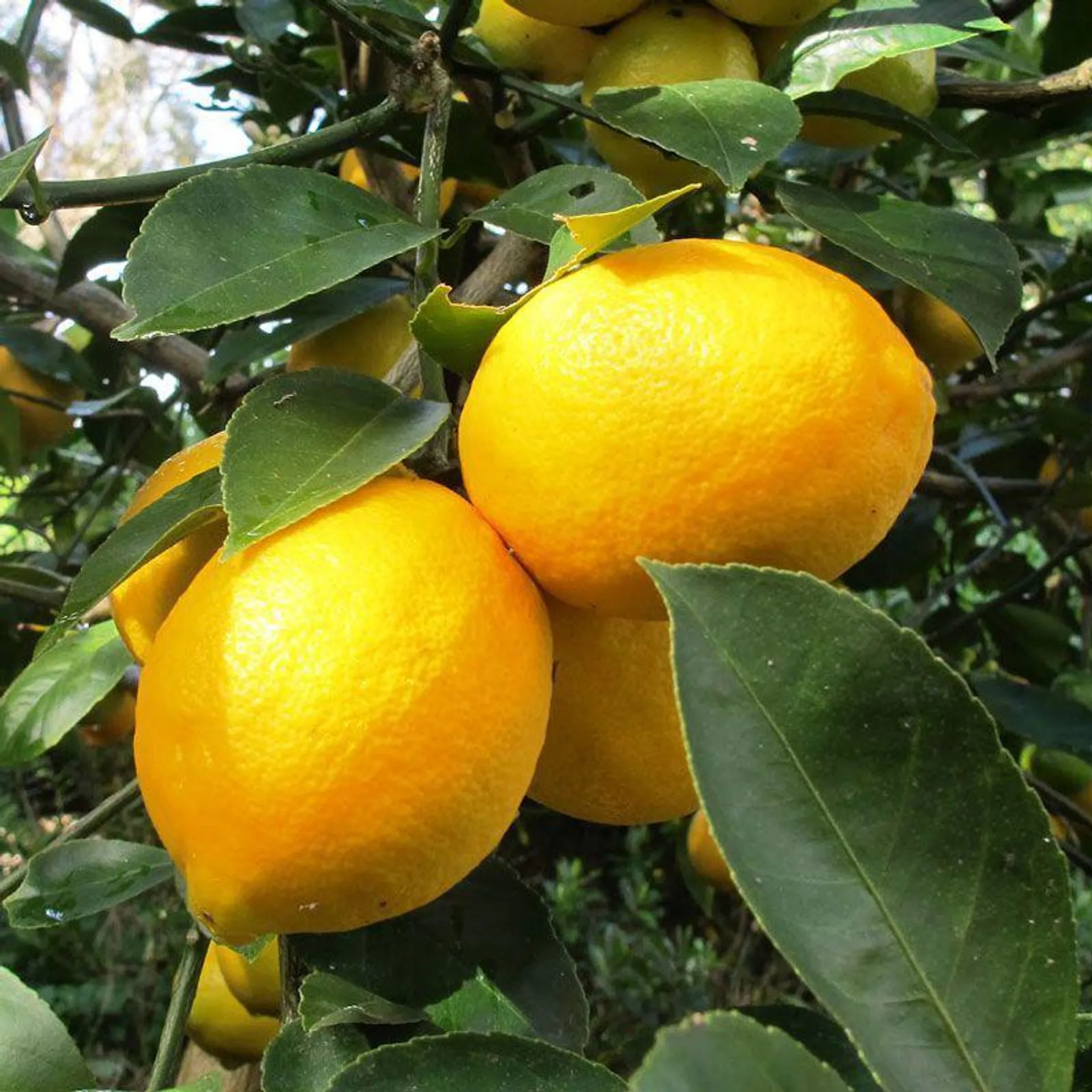 Lemon 'Meyer' - PB12