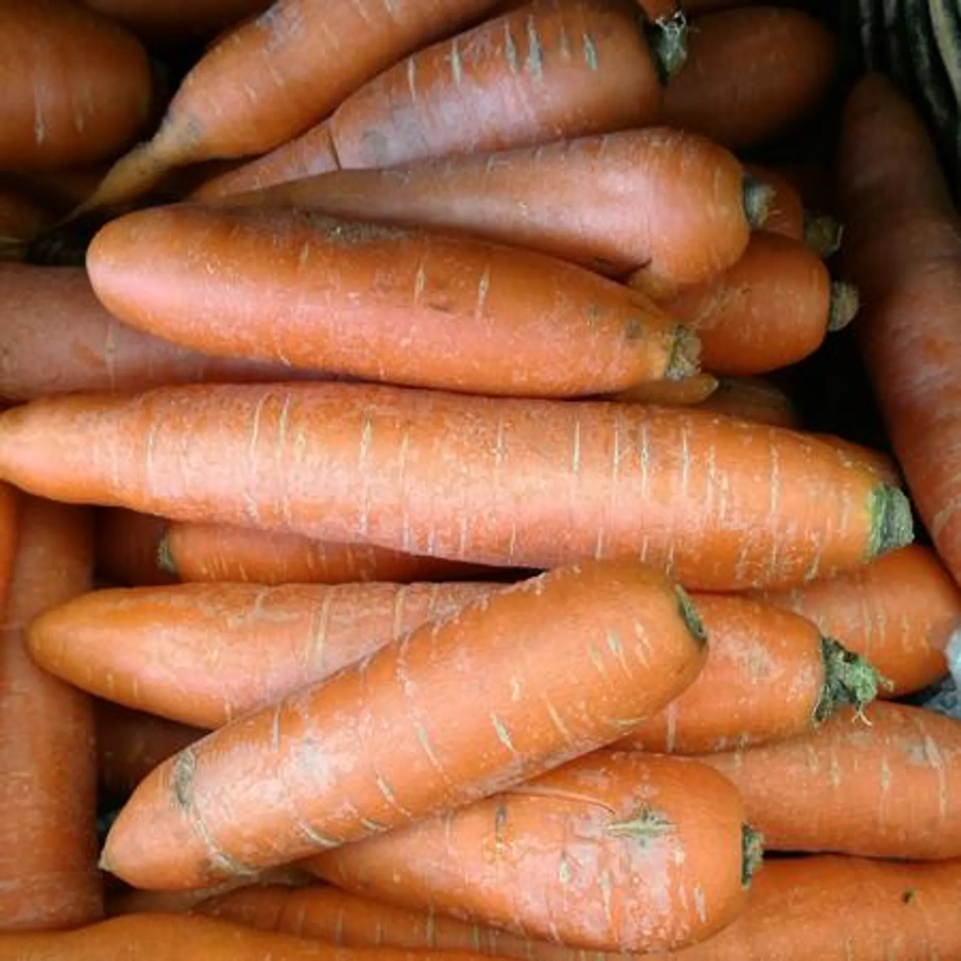 Carrots - 1st Grade