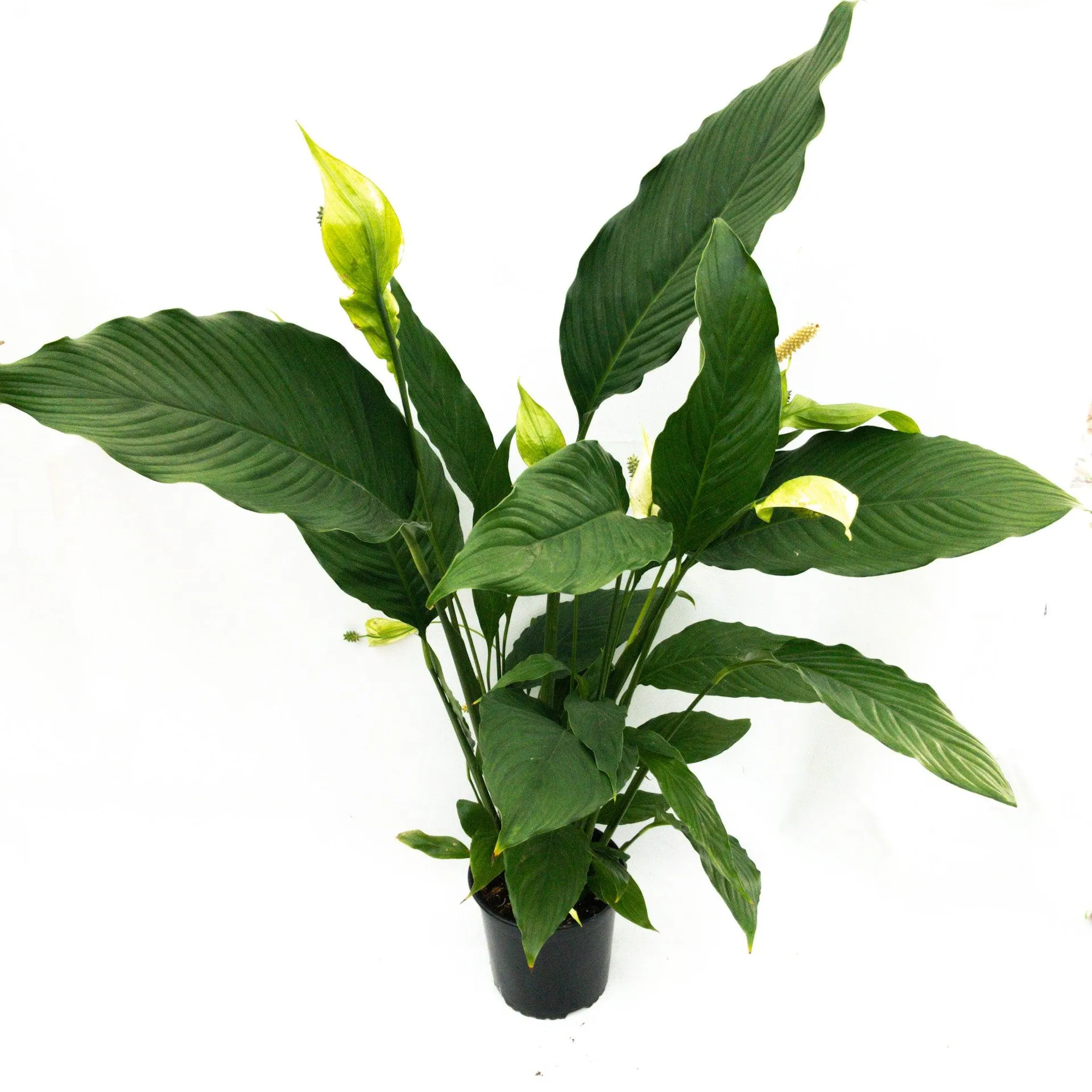 Spathiphyllum Sebastanio - 170mm