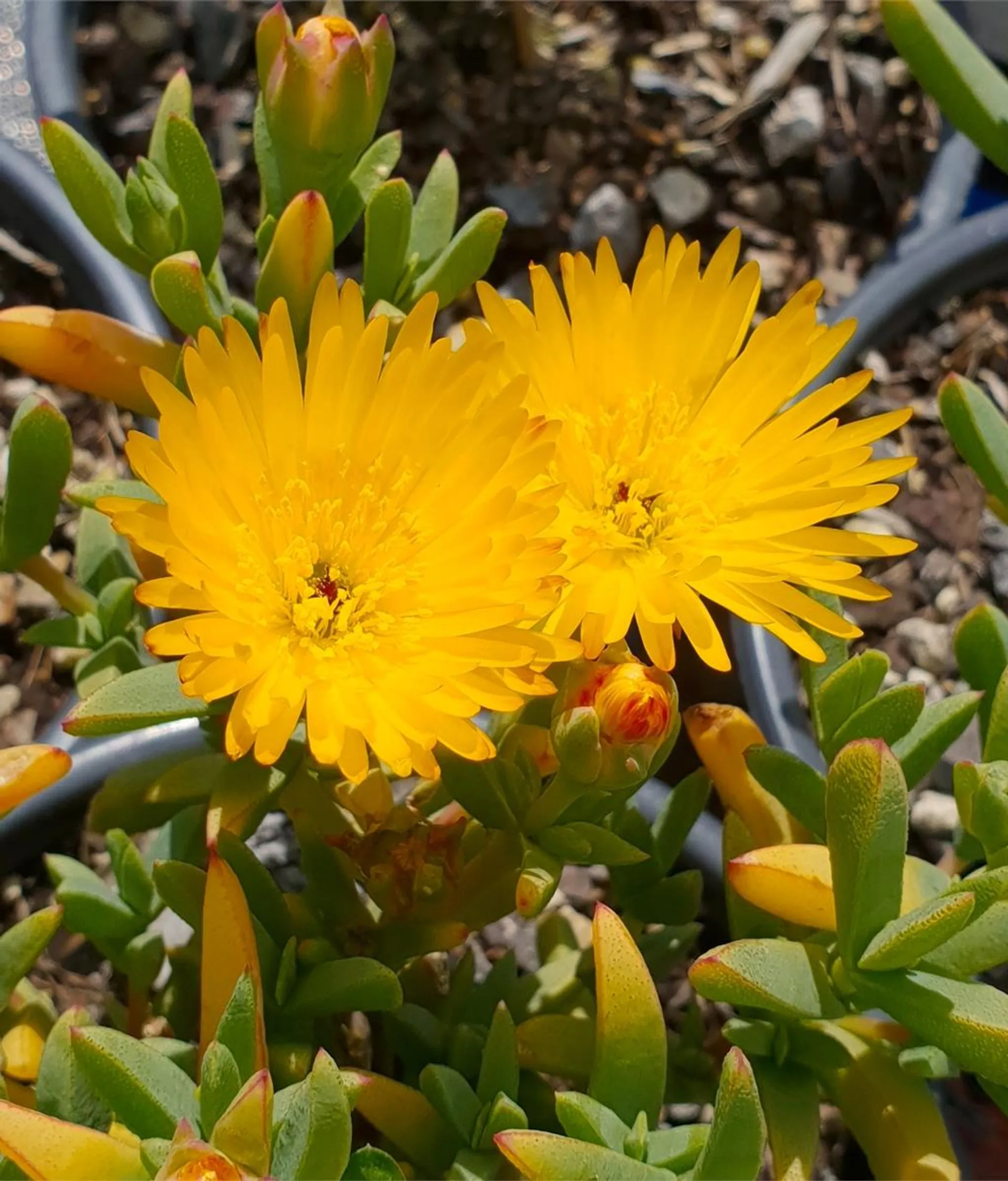 Mesembryanthemum 'Mellow Yellow' (Iceplant)