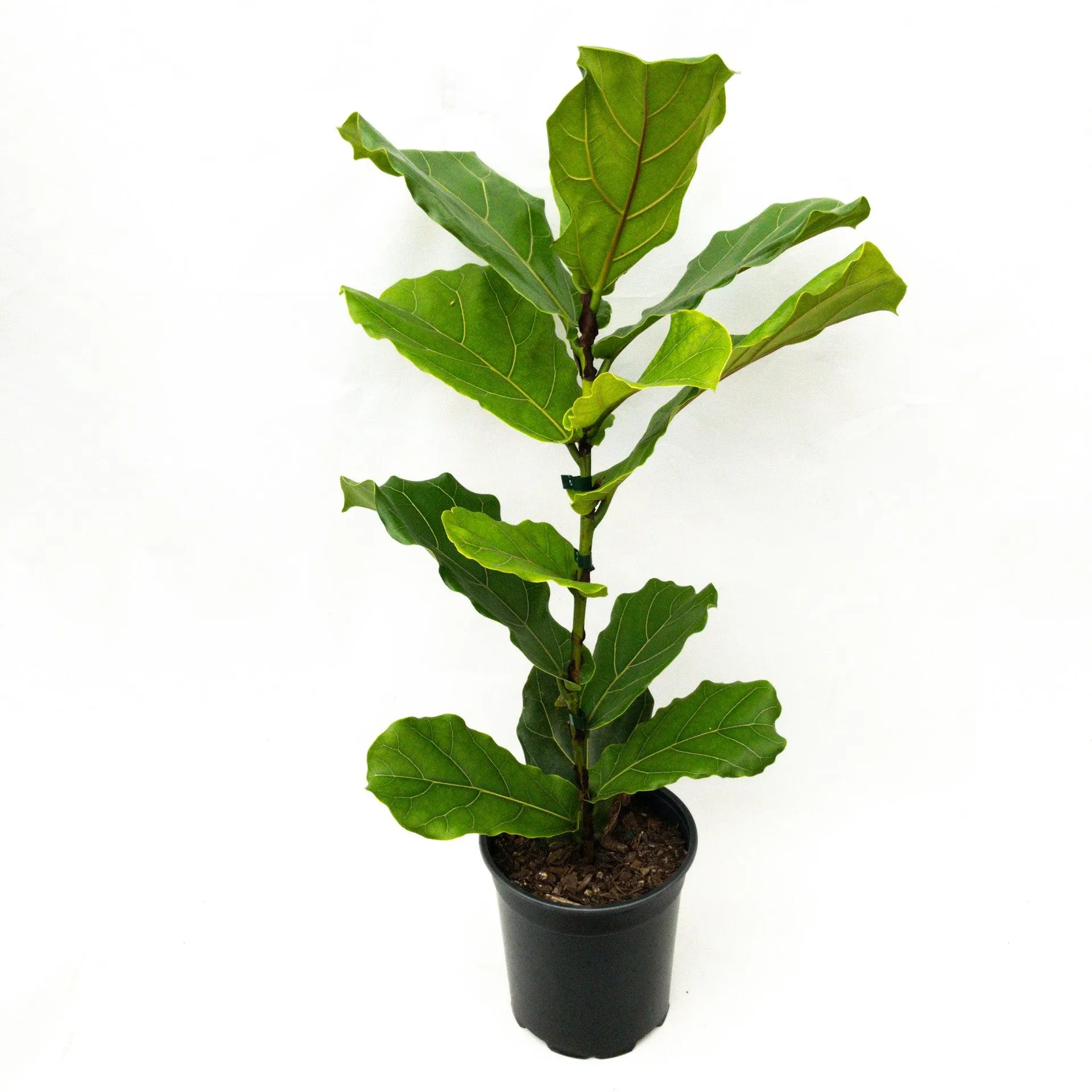 Ficus lyrata (Fiddle Leaf Fig) - 3.25L