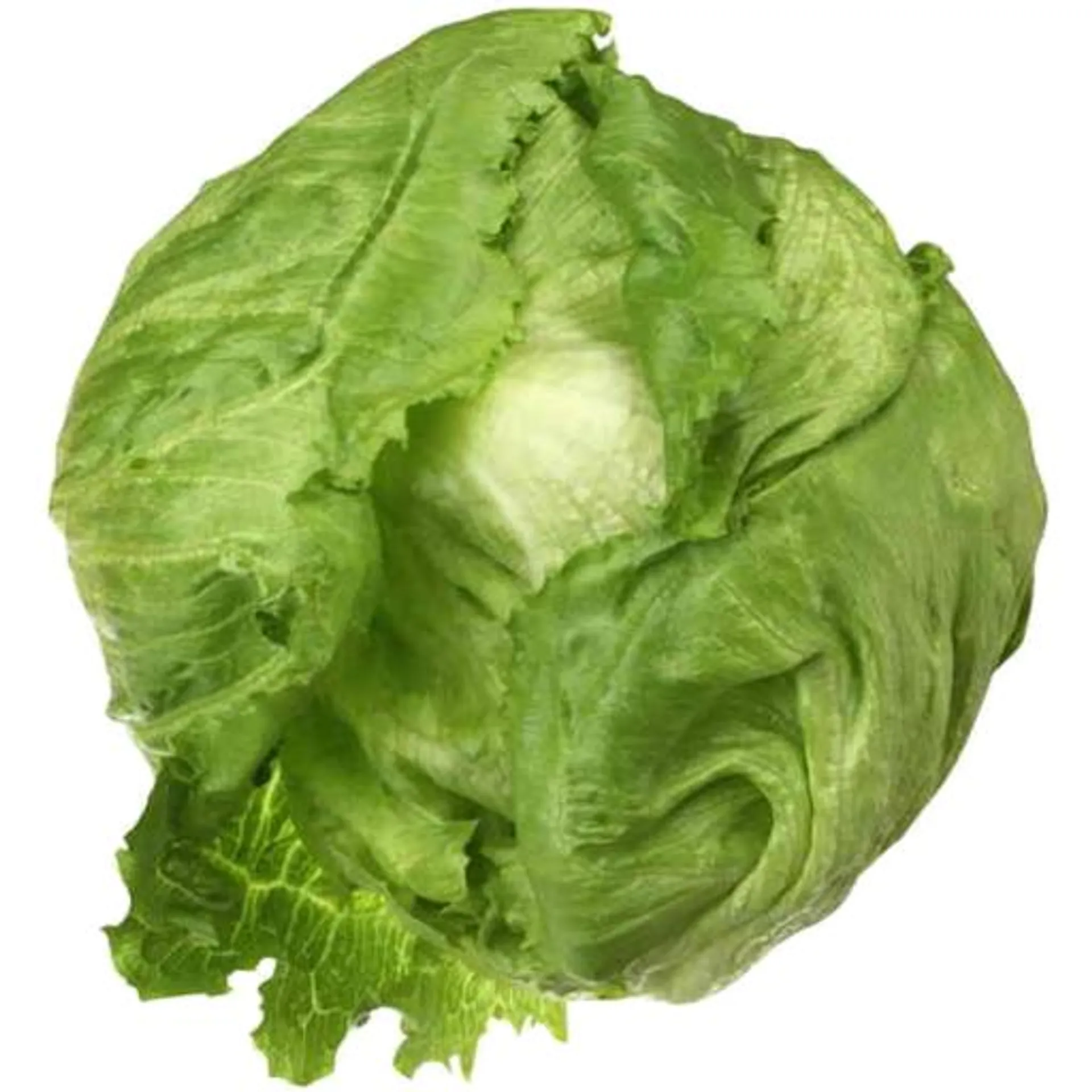 Lettuce