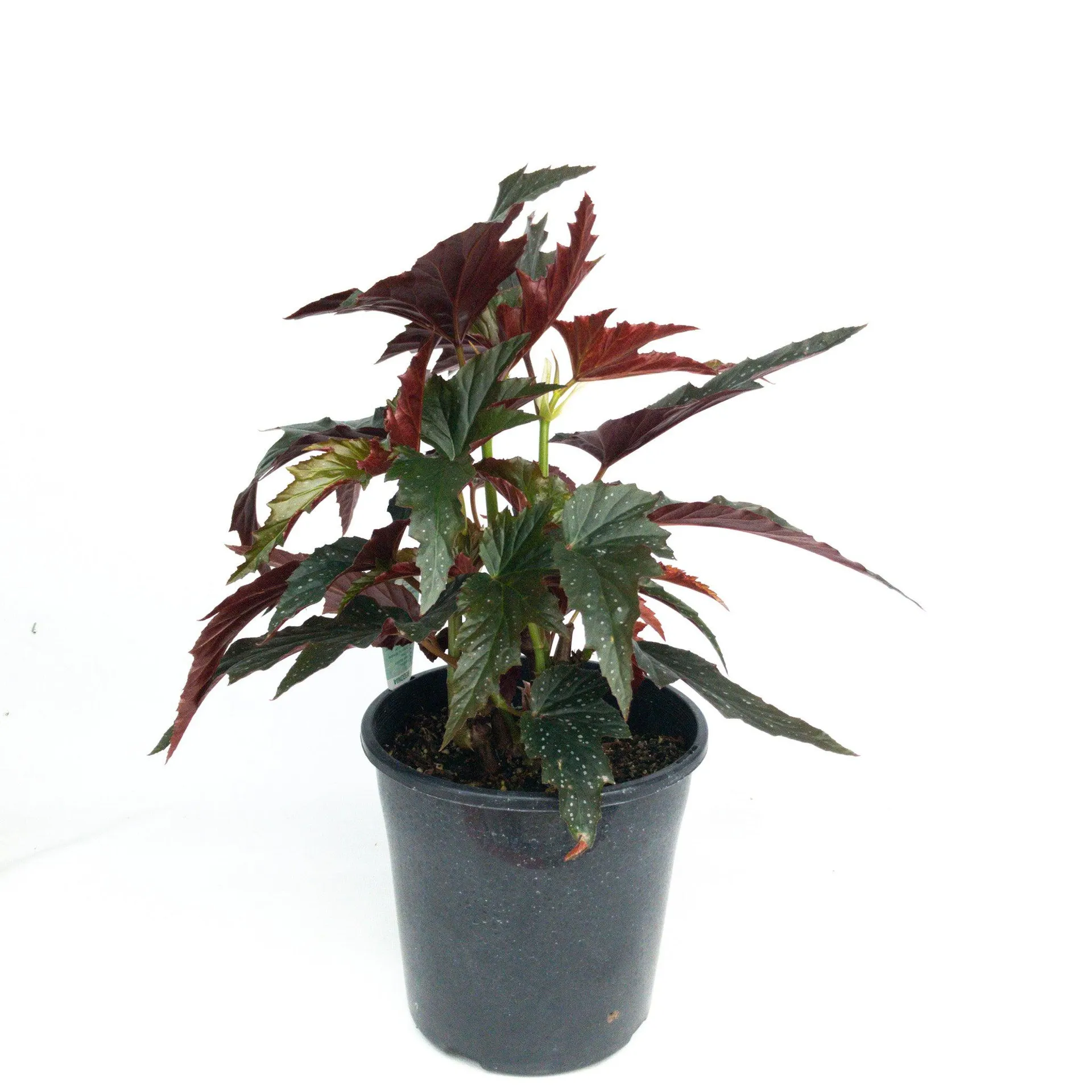 Begonia sylvia - 200mm