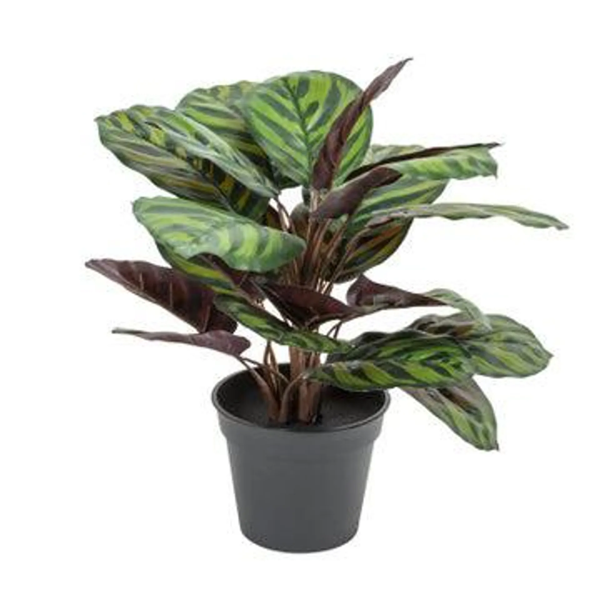 Calathea Plant - 38cm