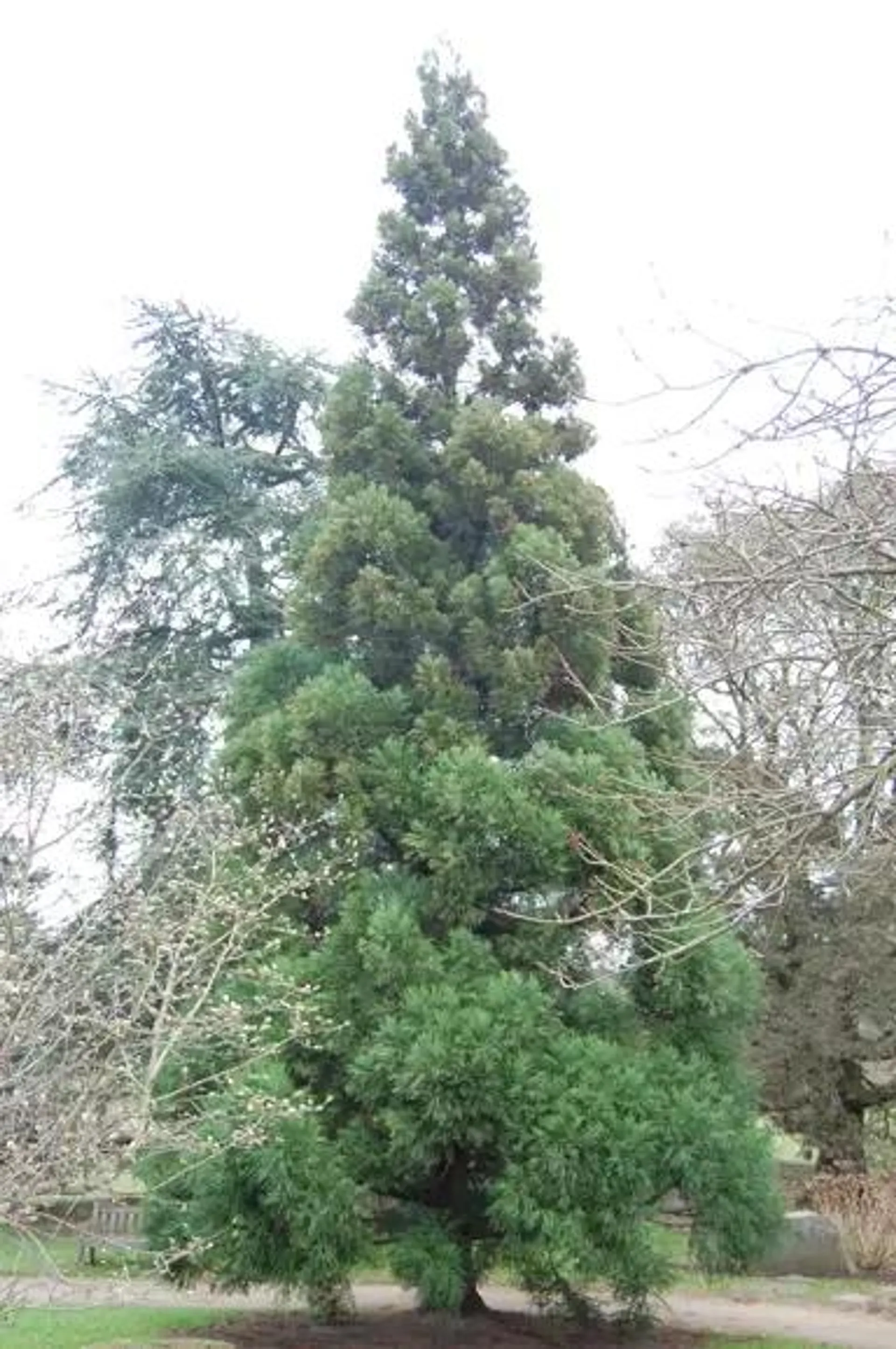 Cryptomeria japonica (Japanese Cedar)