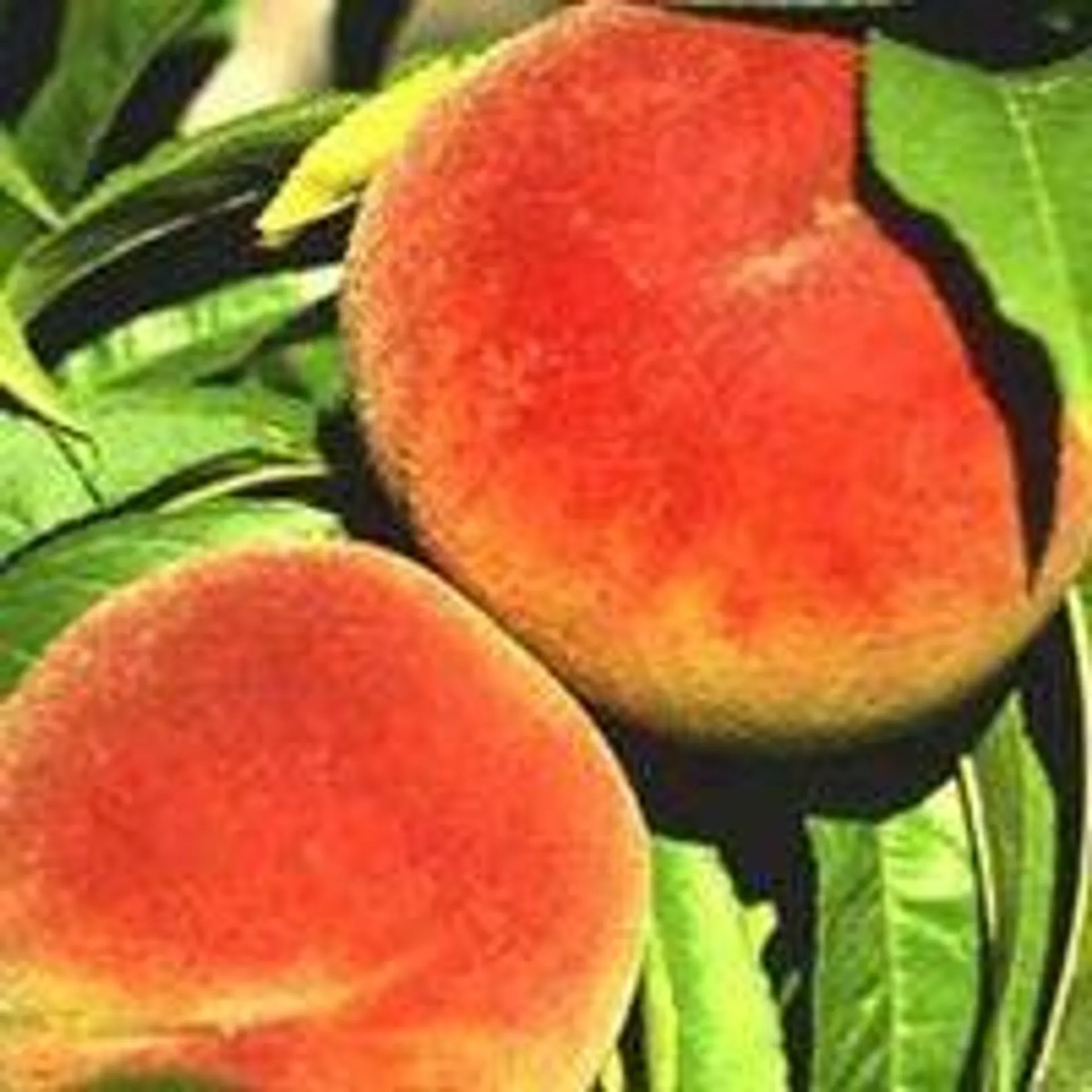 Peach ' Rose Chiffon' Dwarf - PB18
