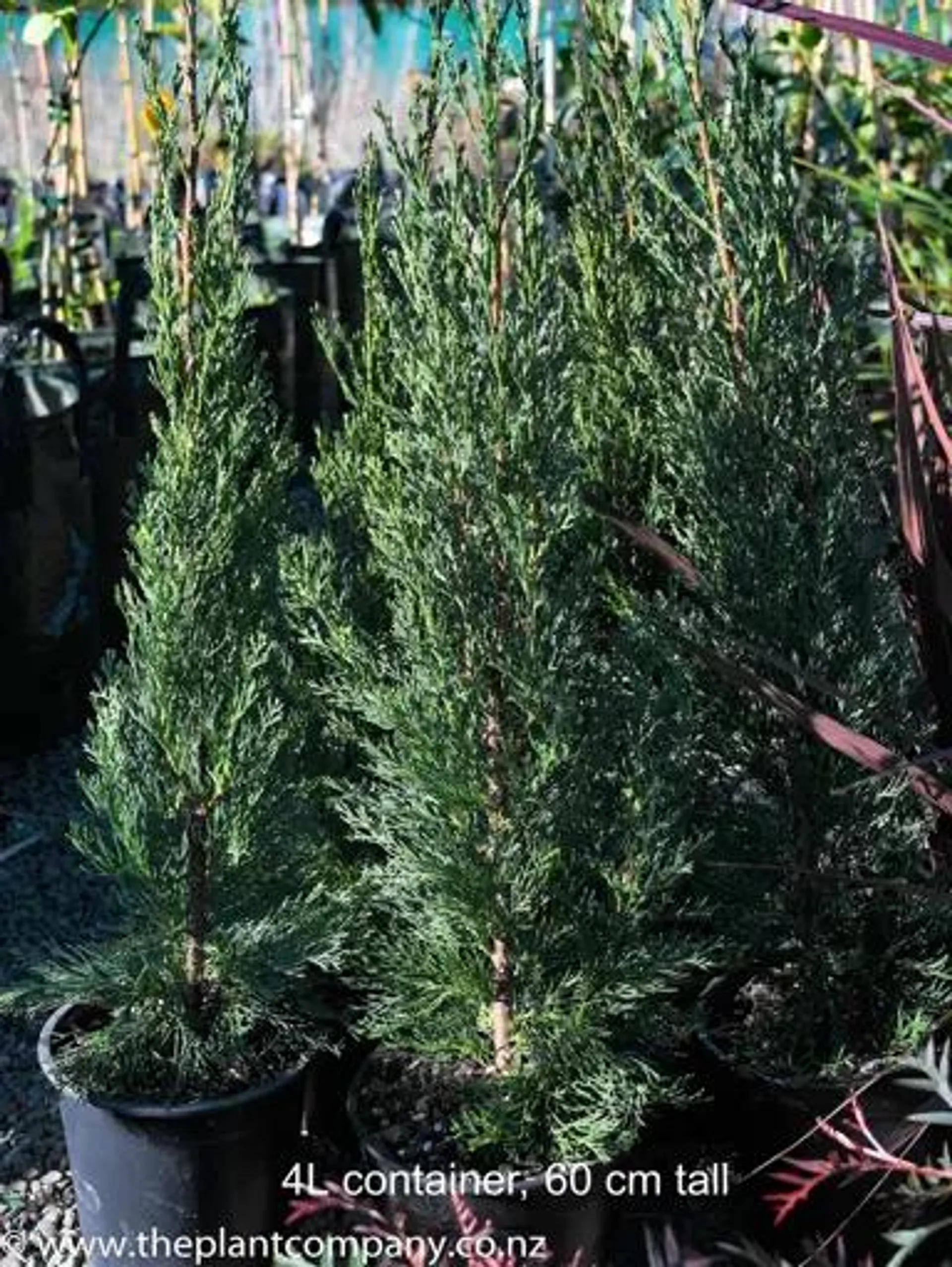 Cupressus sempervirens 'Totem' (Italian Cypress)