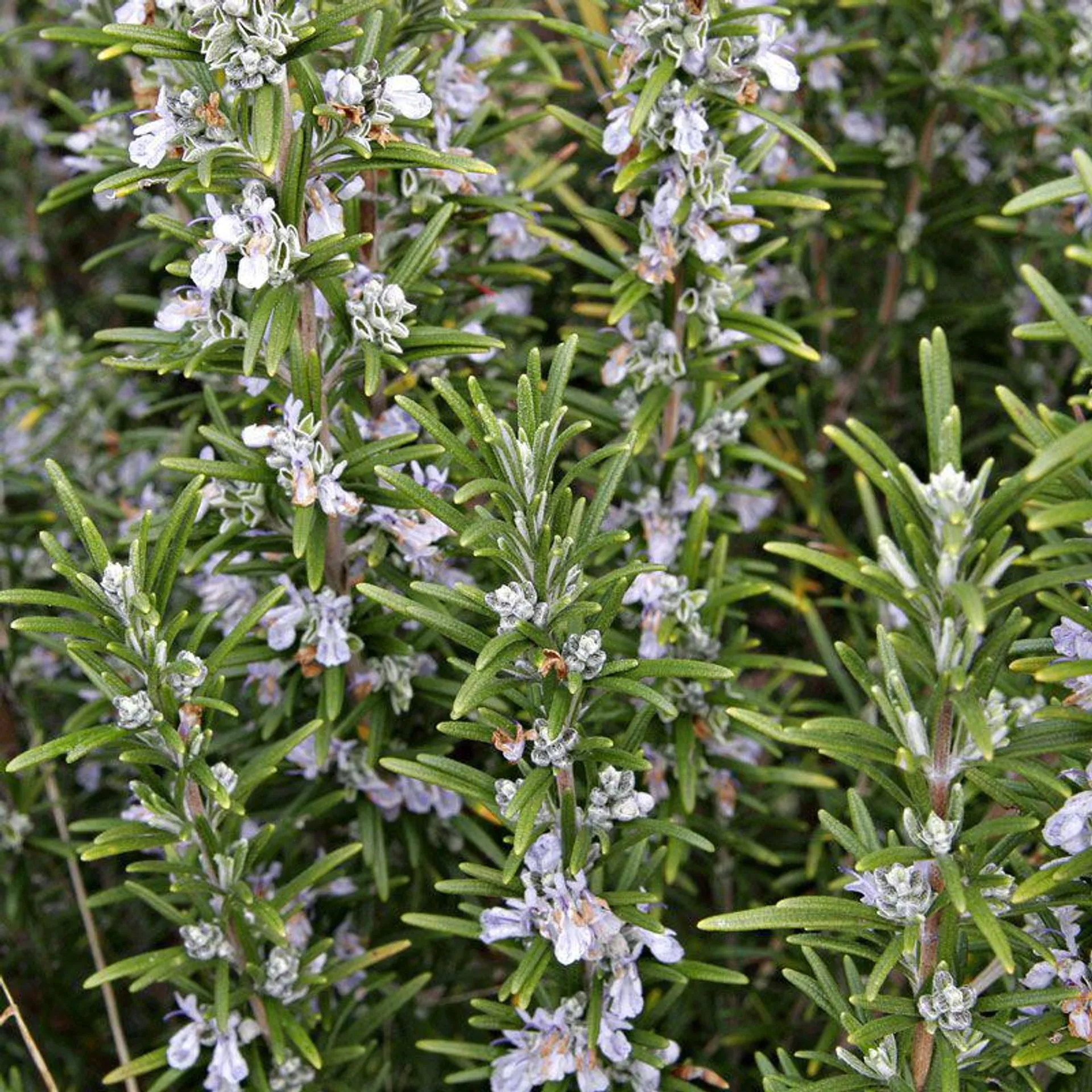 Rosemary 'Tuscan Blue' - 1.3L