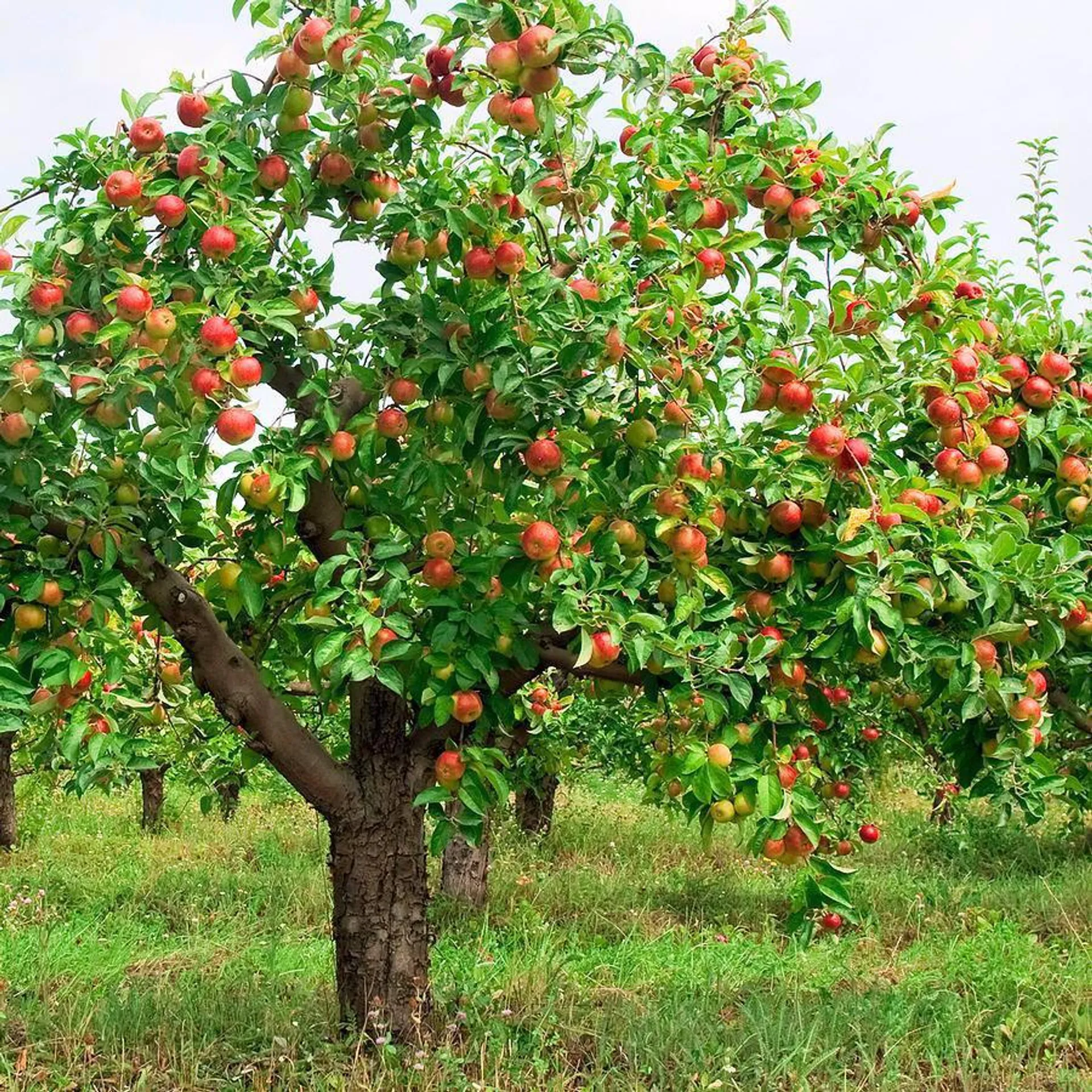 Apples Double Grafted 'Royal Gala' and 'Braeburn'