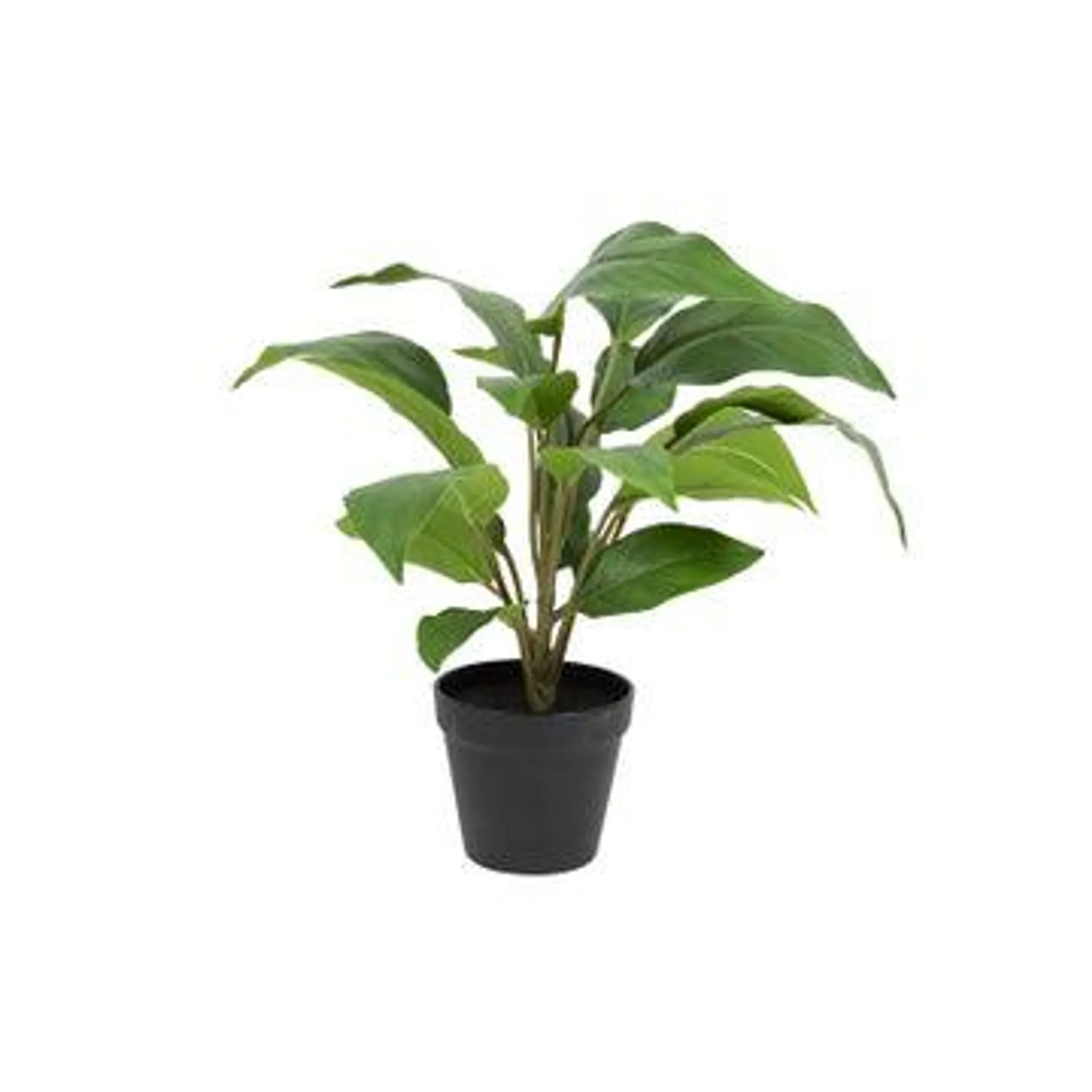 Diamond Leaf Plant - 45cm